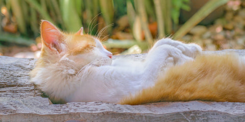 un gato descansando en el jardin