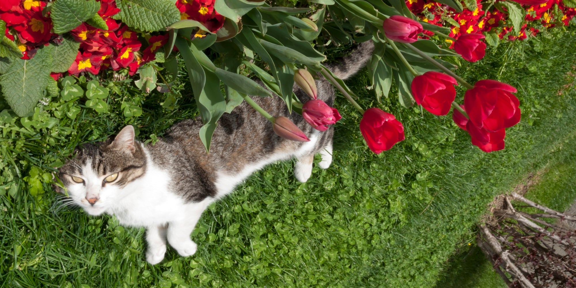 un gato acostado en el jardin