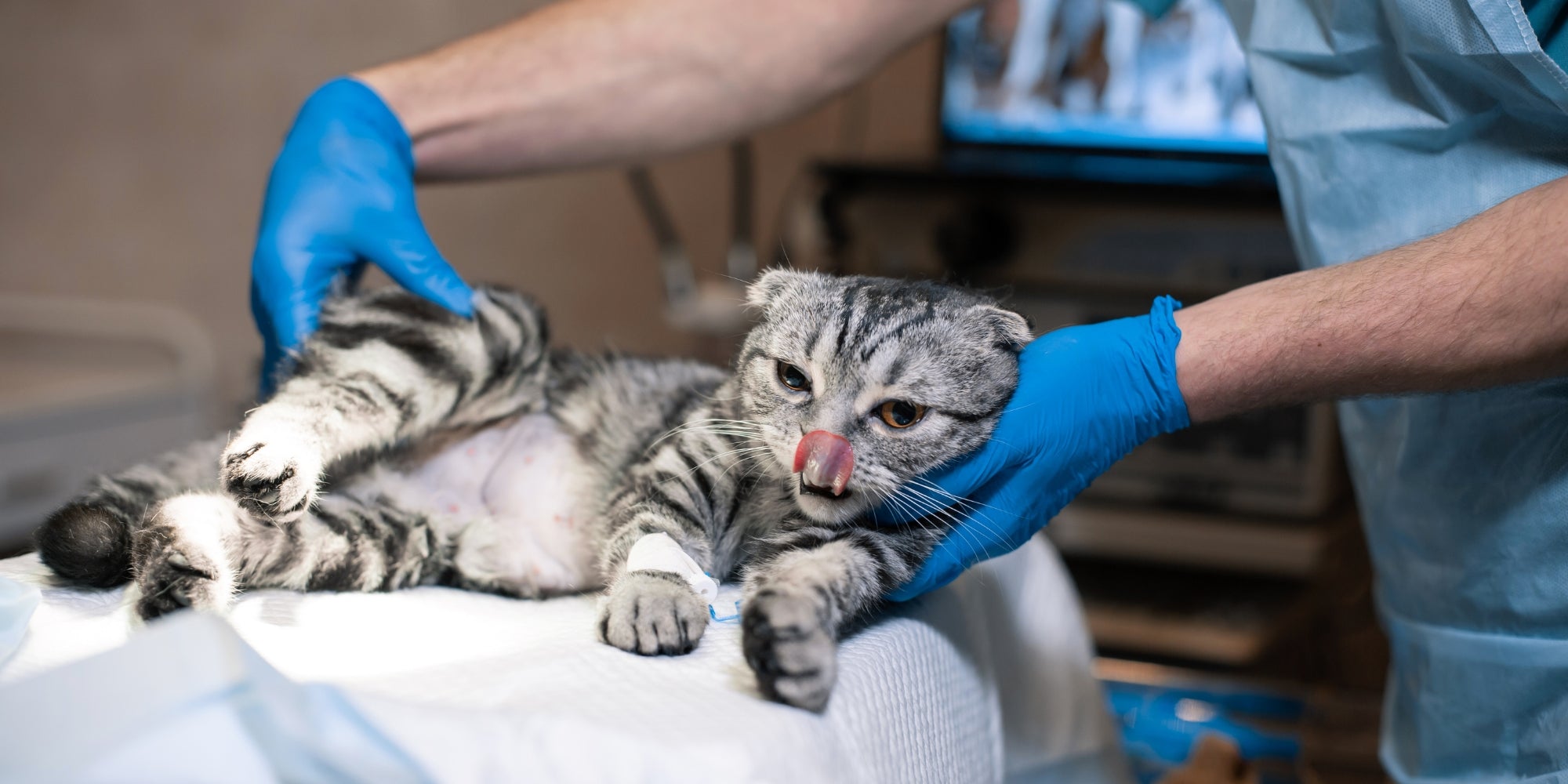 un veterinario preparando a un gato para la cirugía