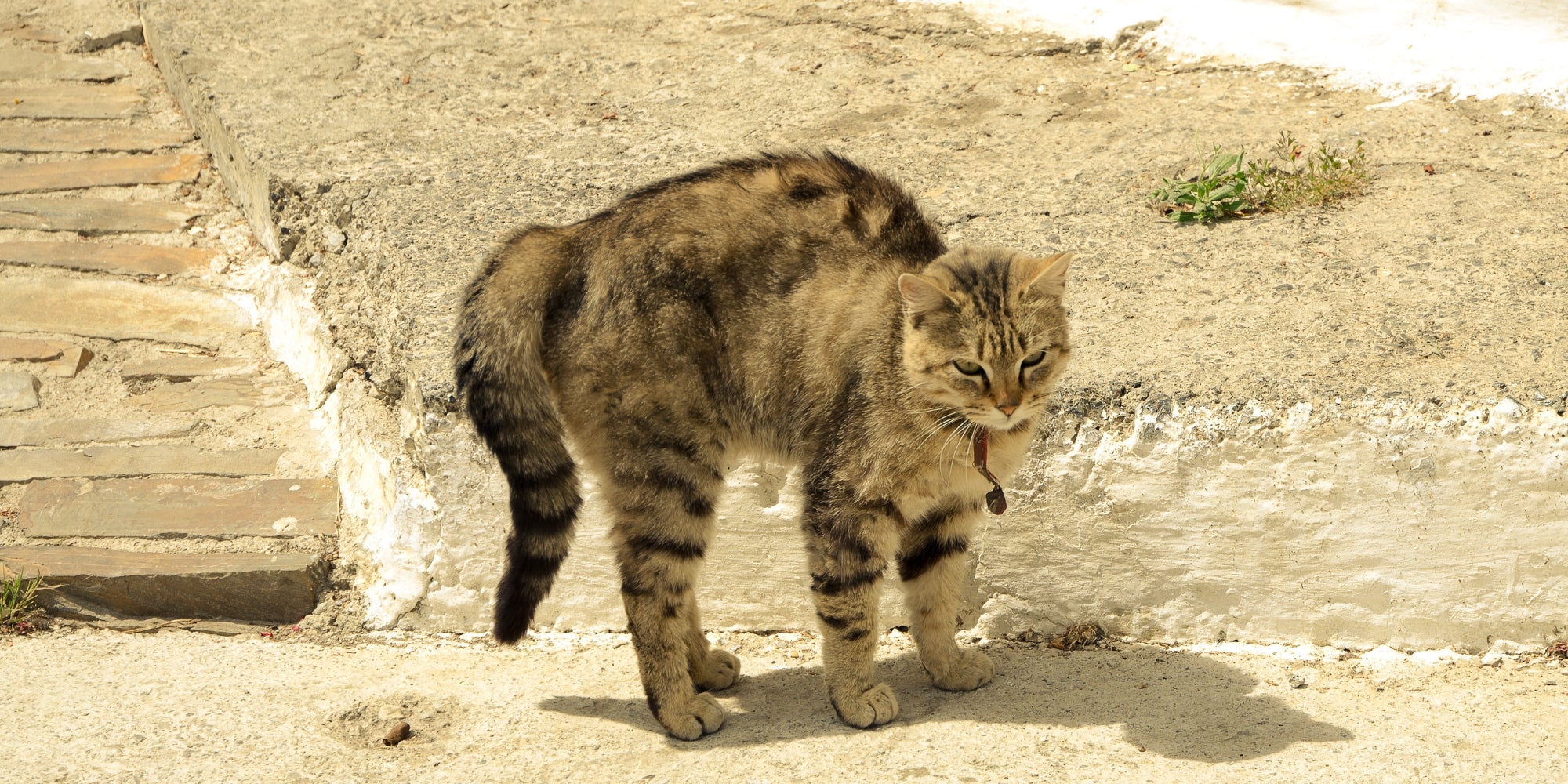 un gato en una postura defensiva