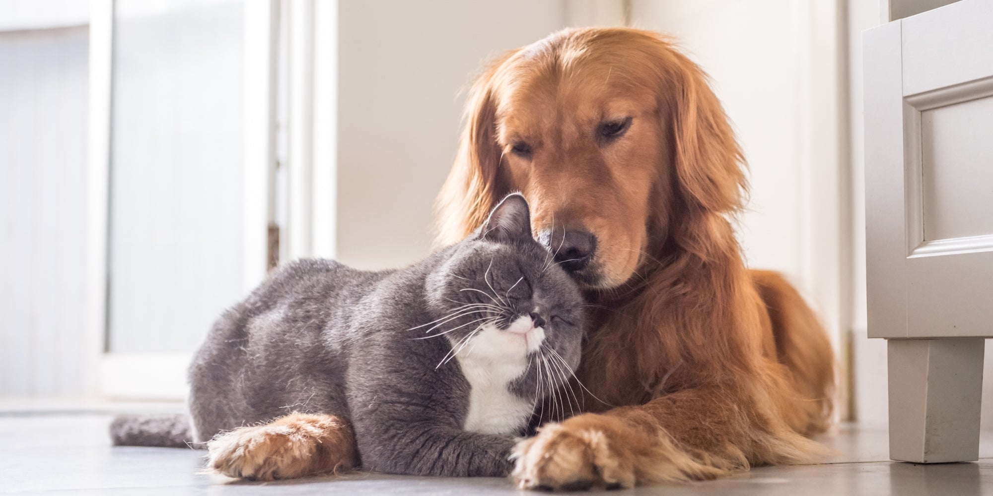 gato y perro