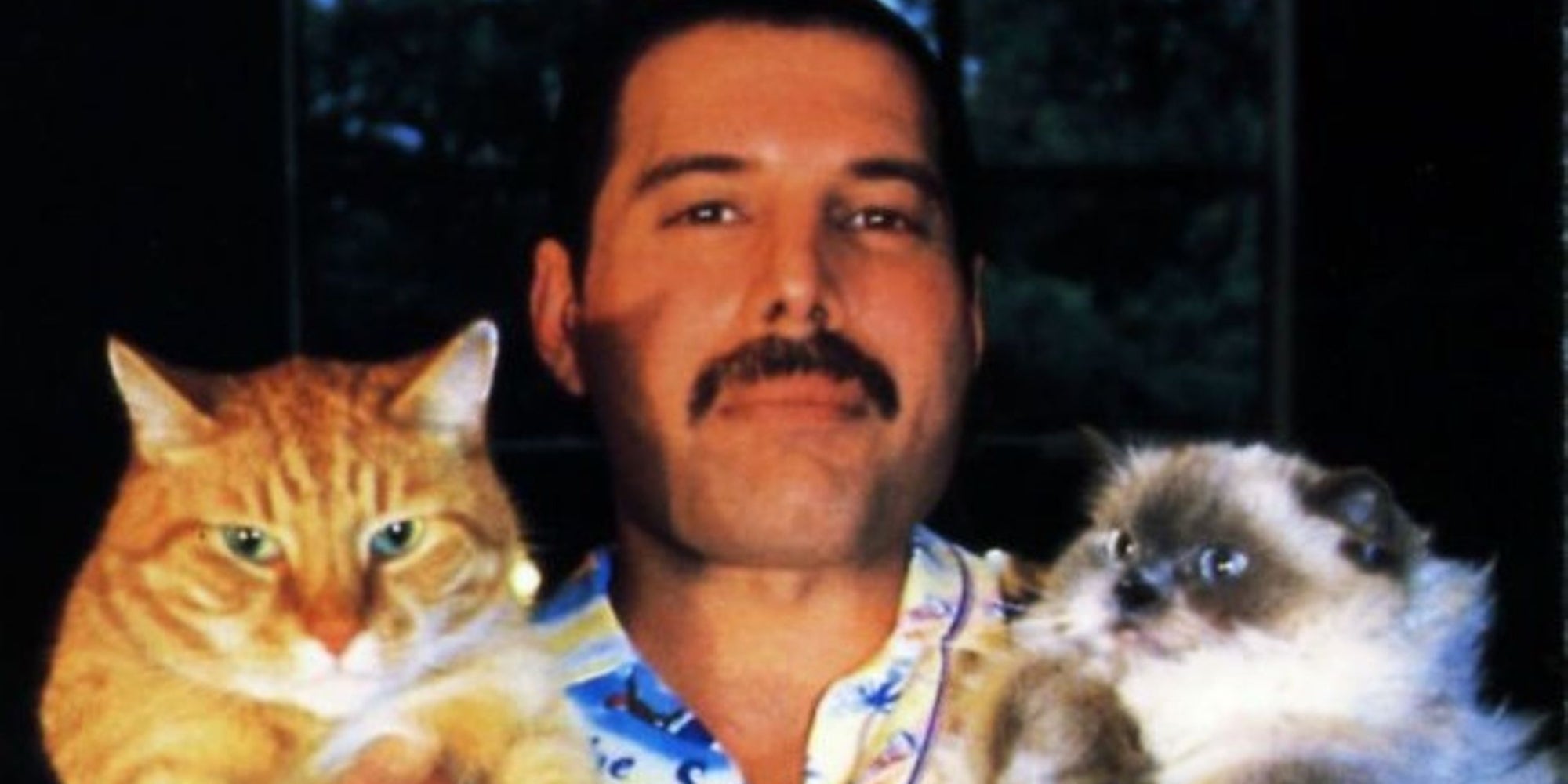 Freddie Mercury con sus gatos