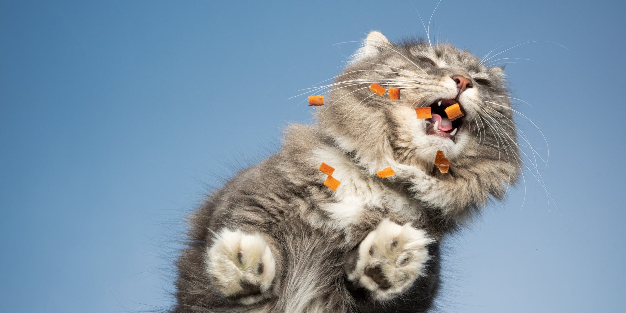 un viejo gato comiendo