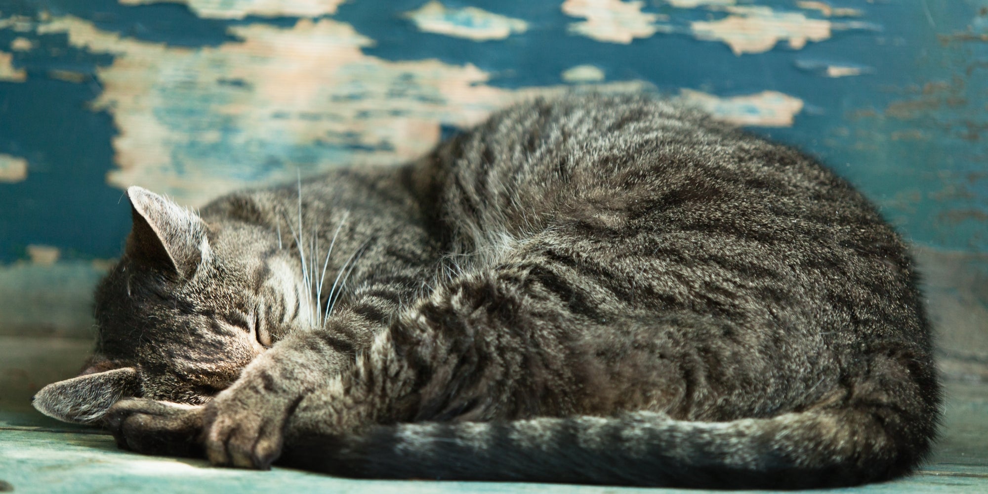 un viejo gato atigrado durmiendo