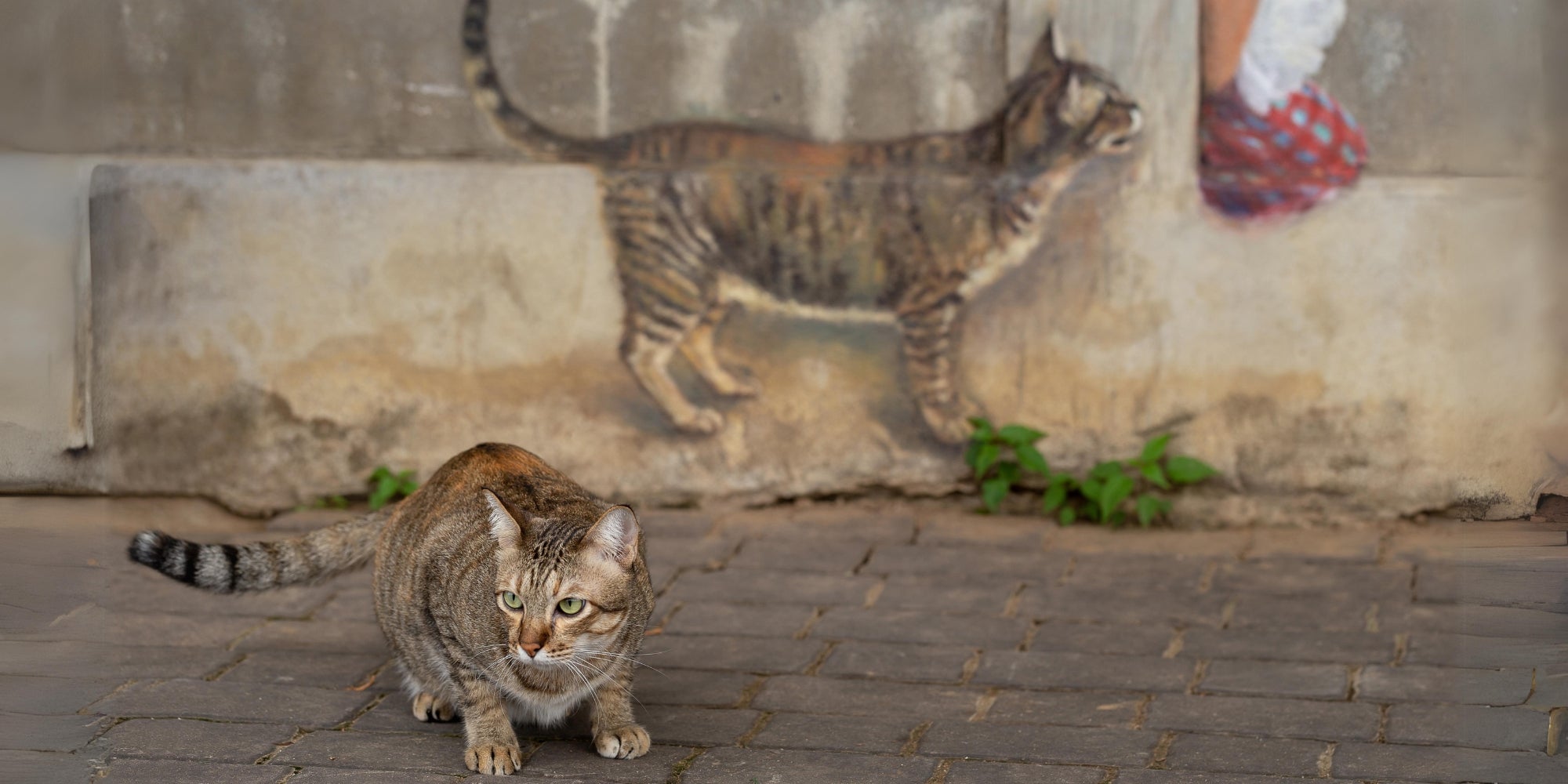 pintura de calle de un gato