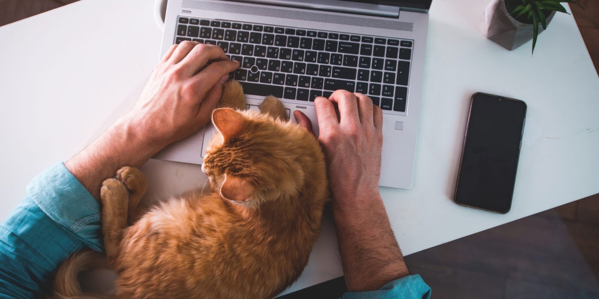 humano y gatito sobre laptop