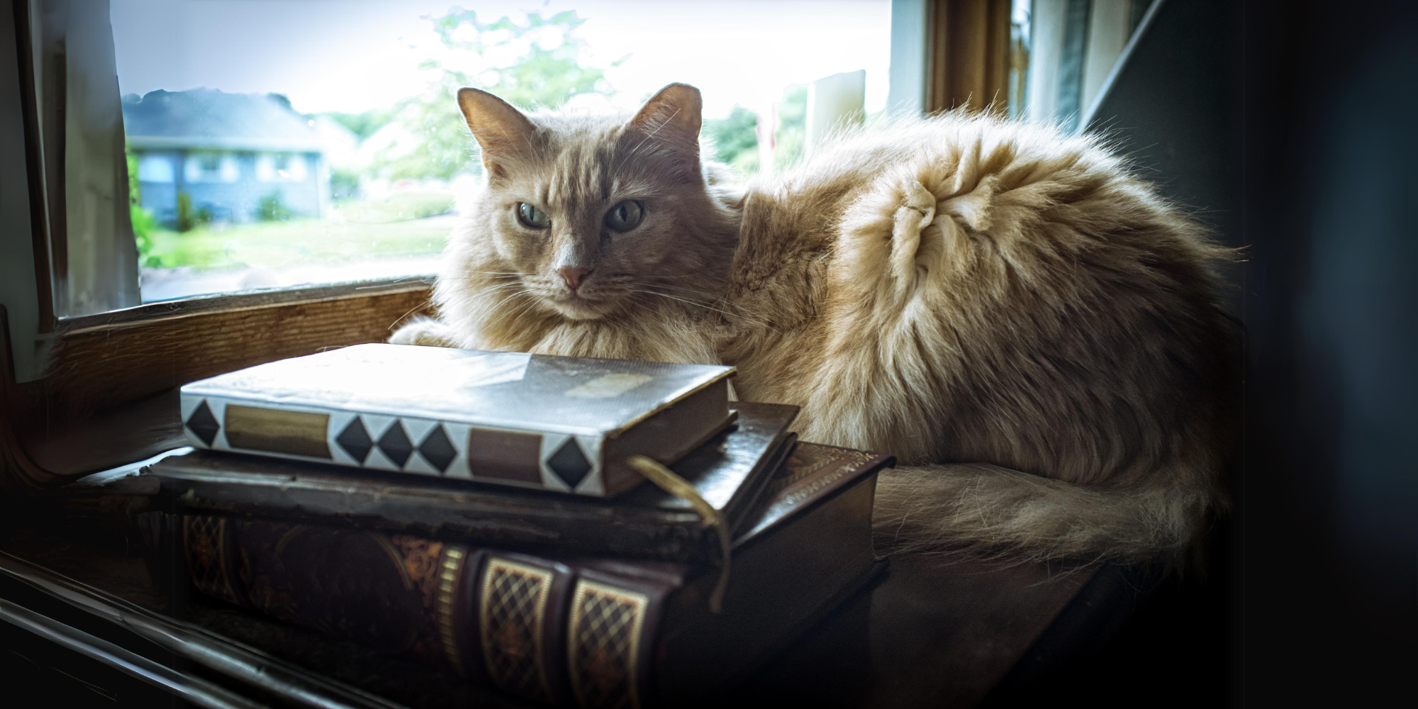 un gato mayor descansando cómodamente