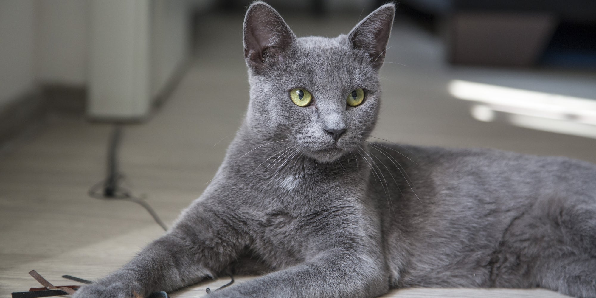 Los riesgos del tabaquismo pasivo en gatos