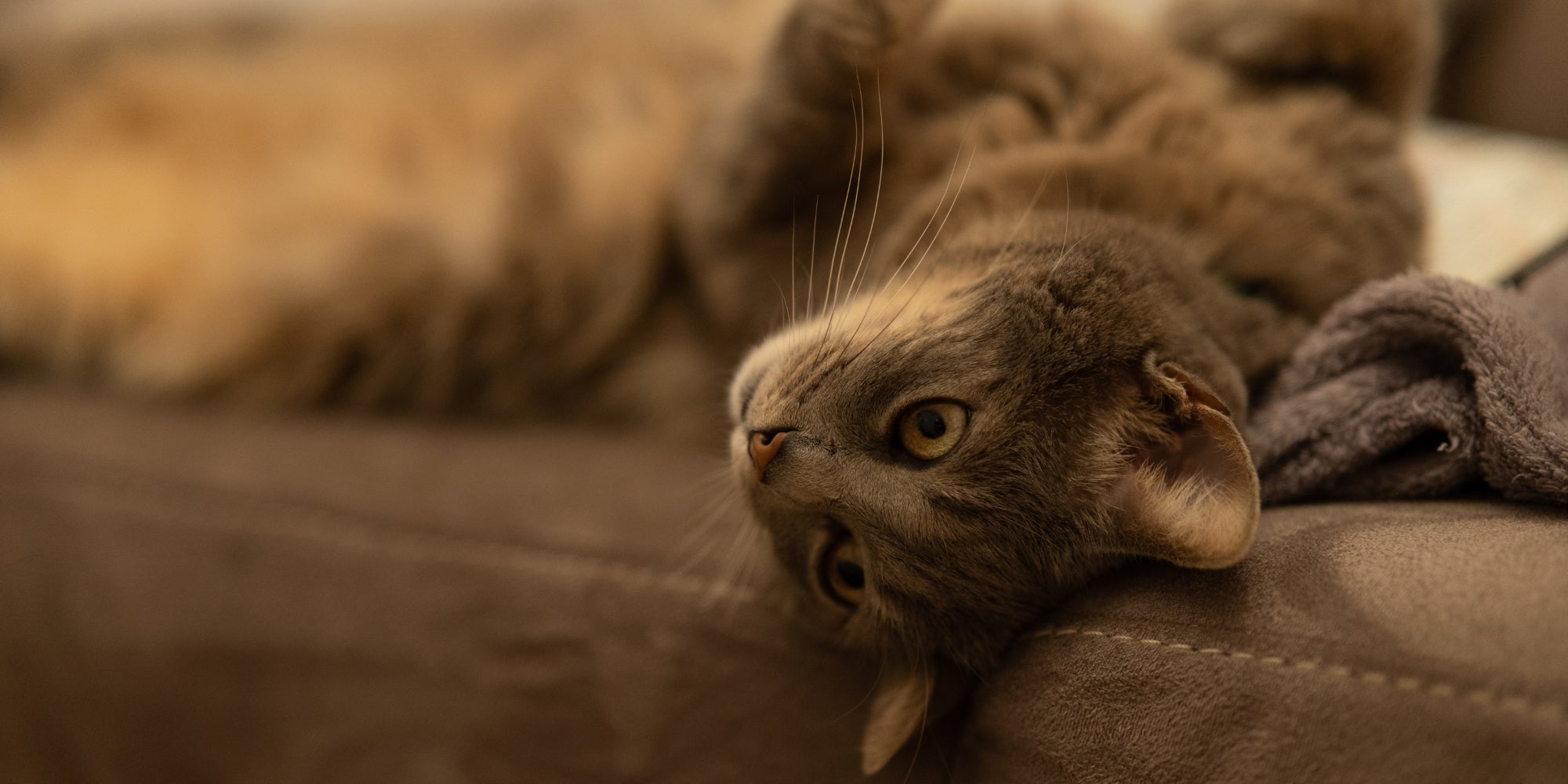 un gato acostado en un sofa