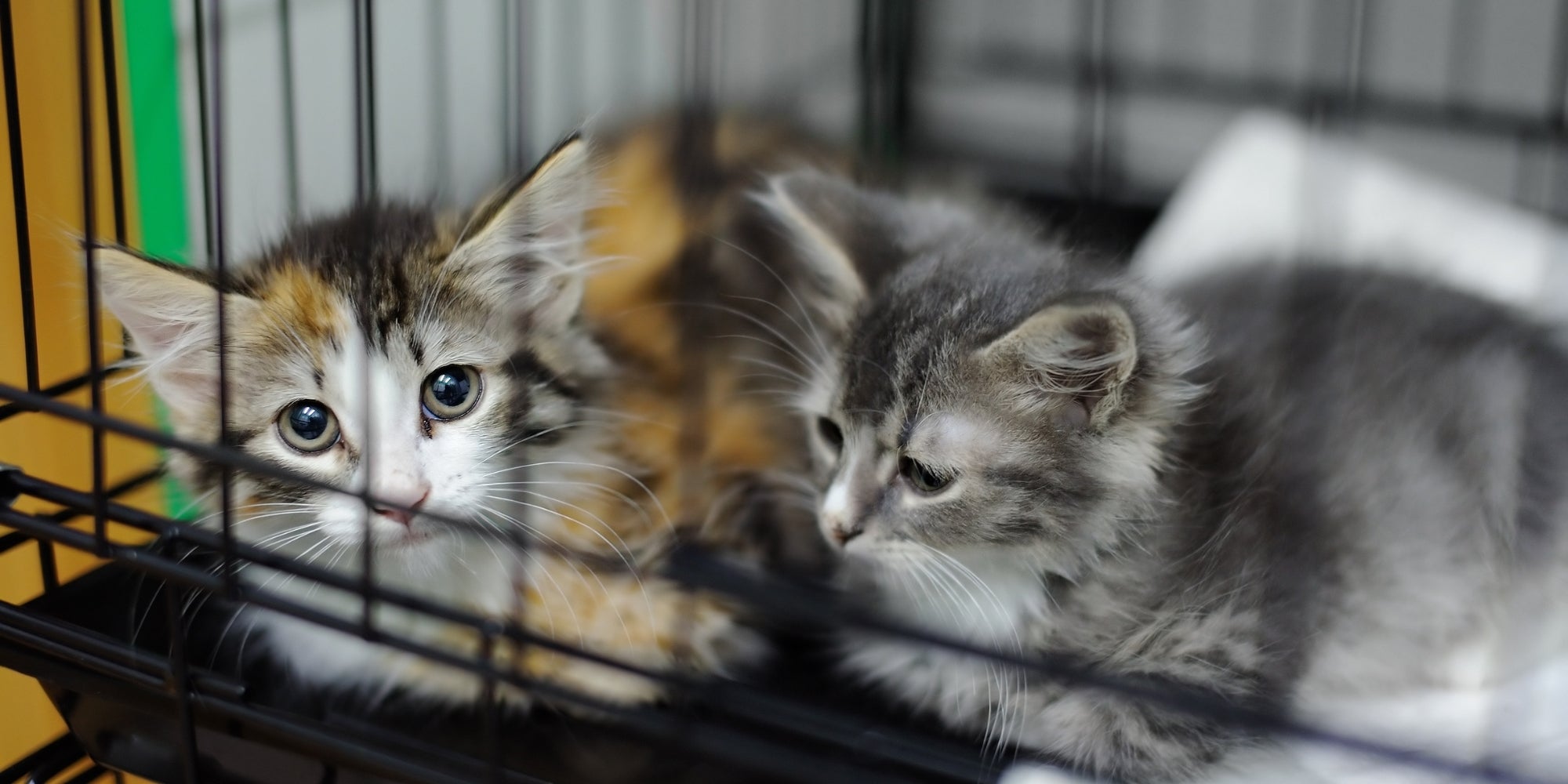 gatitos en un refugio de animales