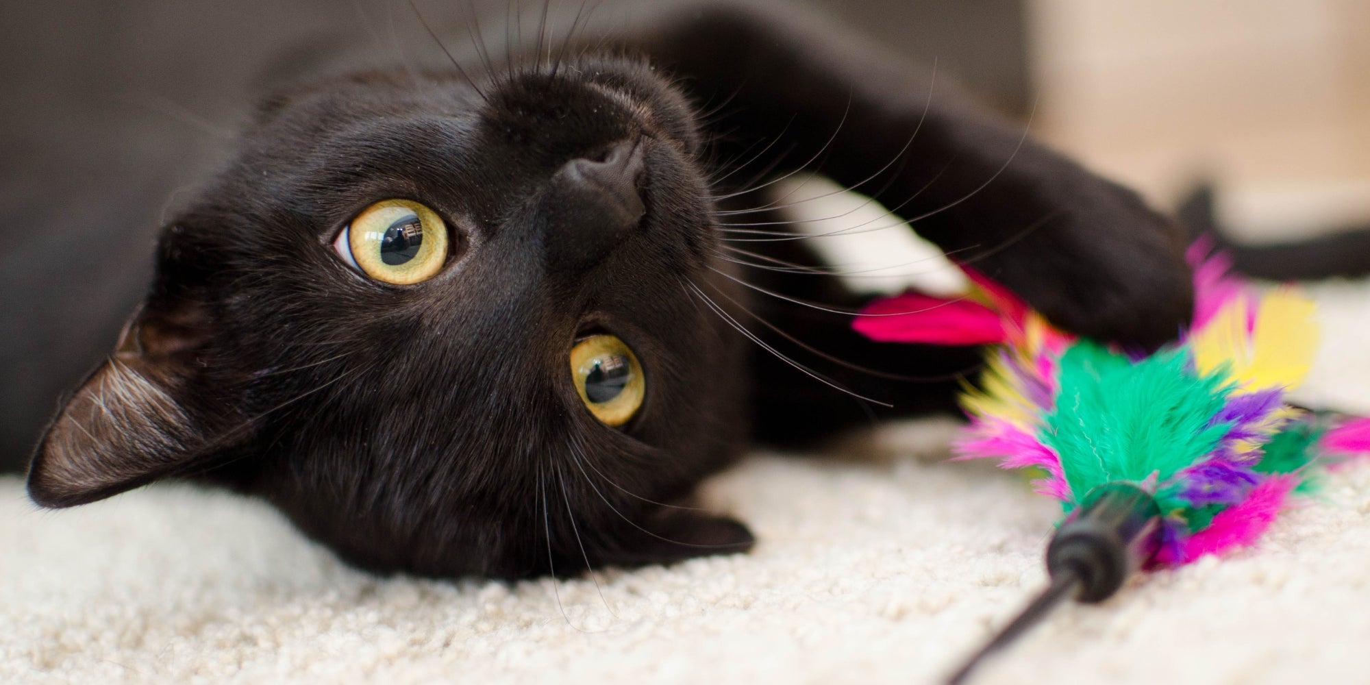 gatito negro con un juguete