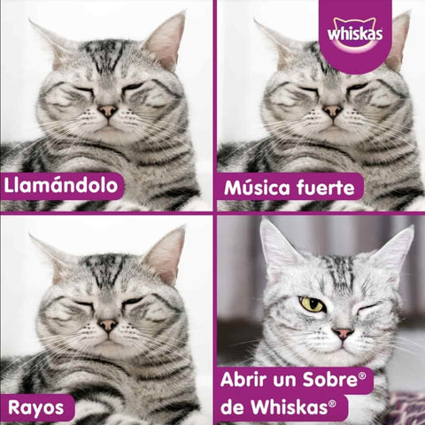 memes de gato whiskas