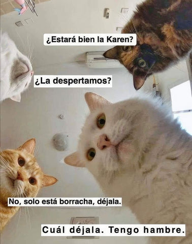 meme michis y karen durmiendo