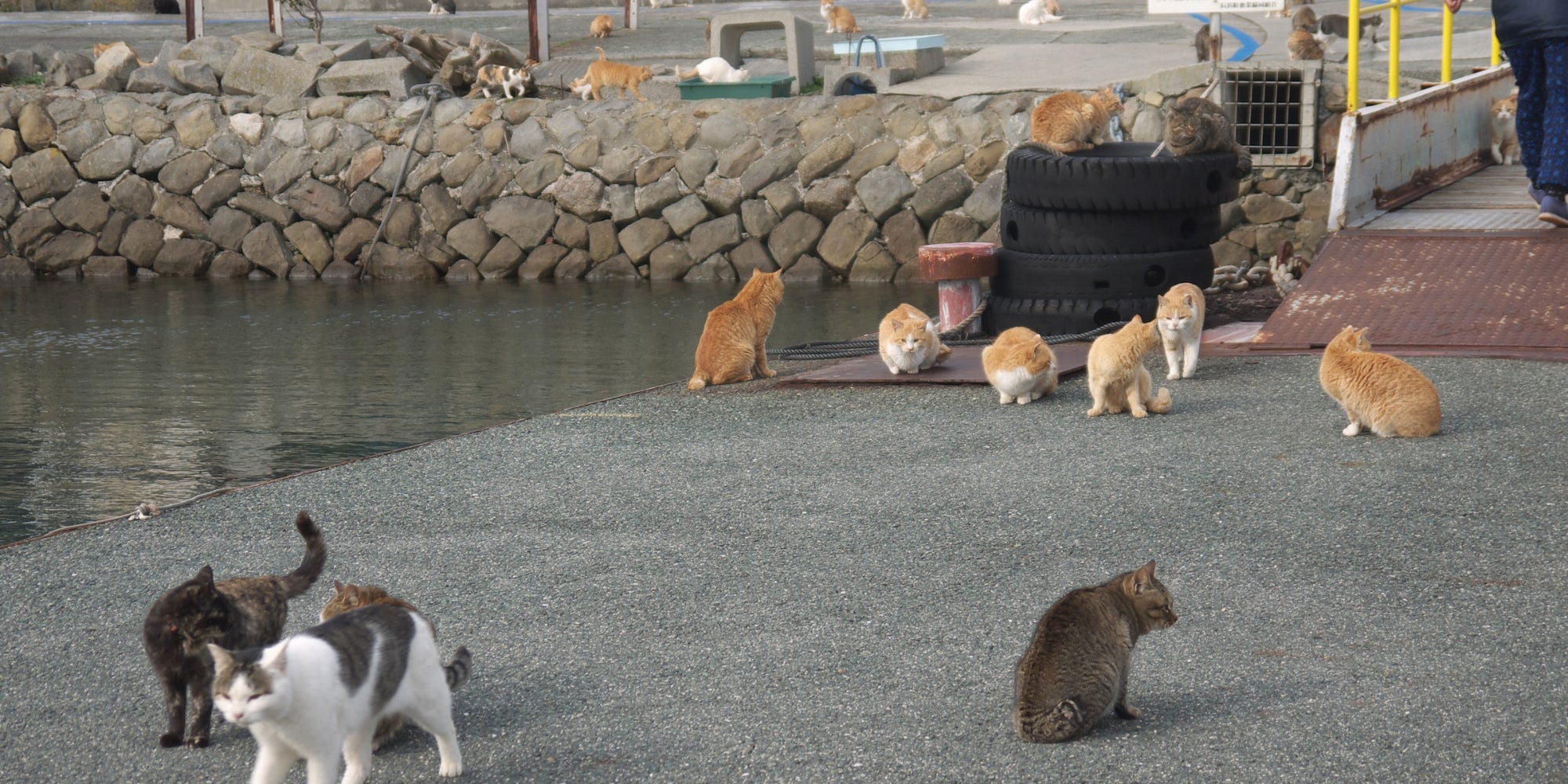 Isla de los gatos de Aoshima