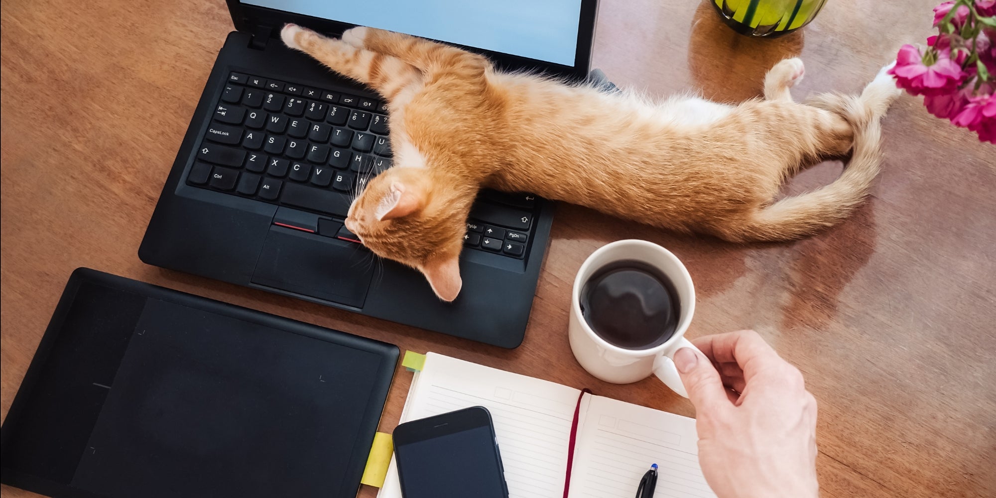 Trabajar desde casa con un gato de mascota