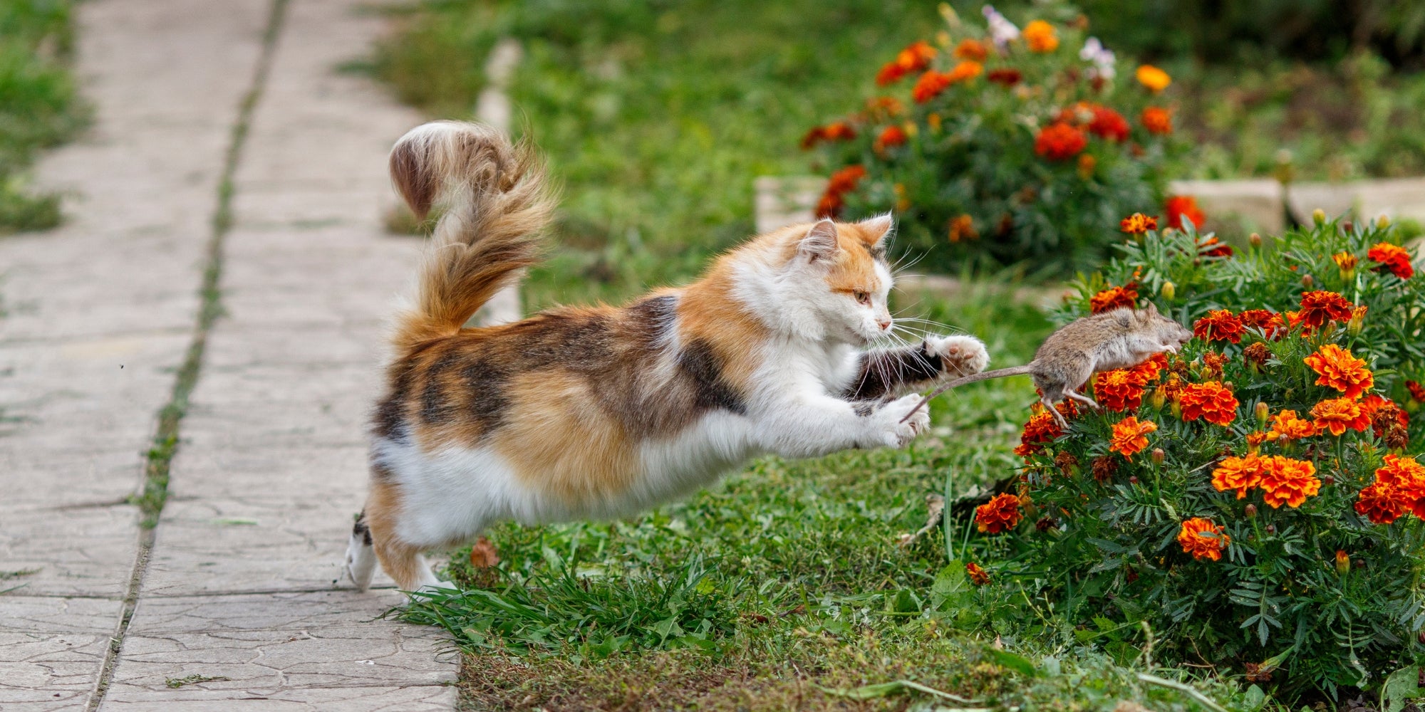 gato jugando en el jardín con una rata de roedor atrapada rebotando alto y lanzándola