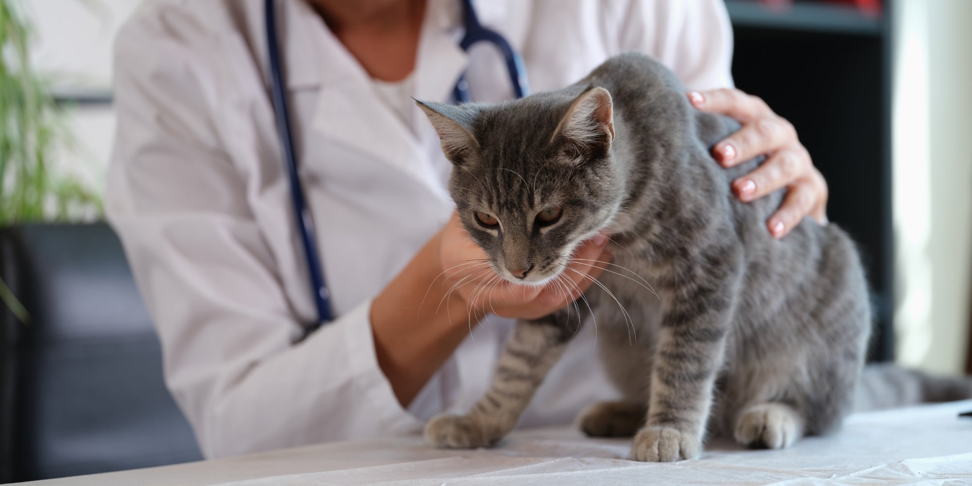 Mujer Veterinaria Sostiene Gato Enfermo