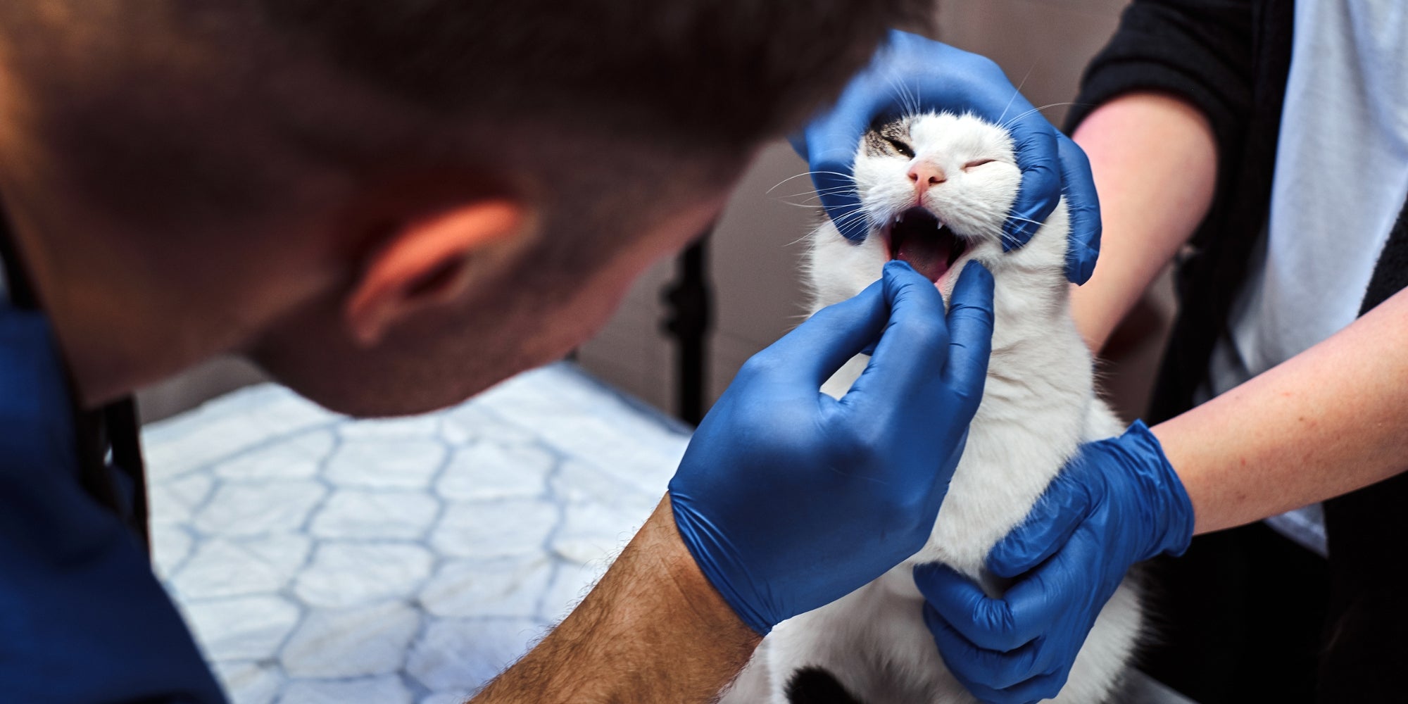 El veterinario examina los dientes del gato