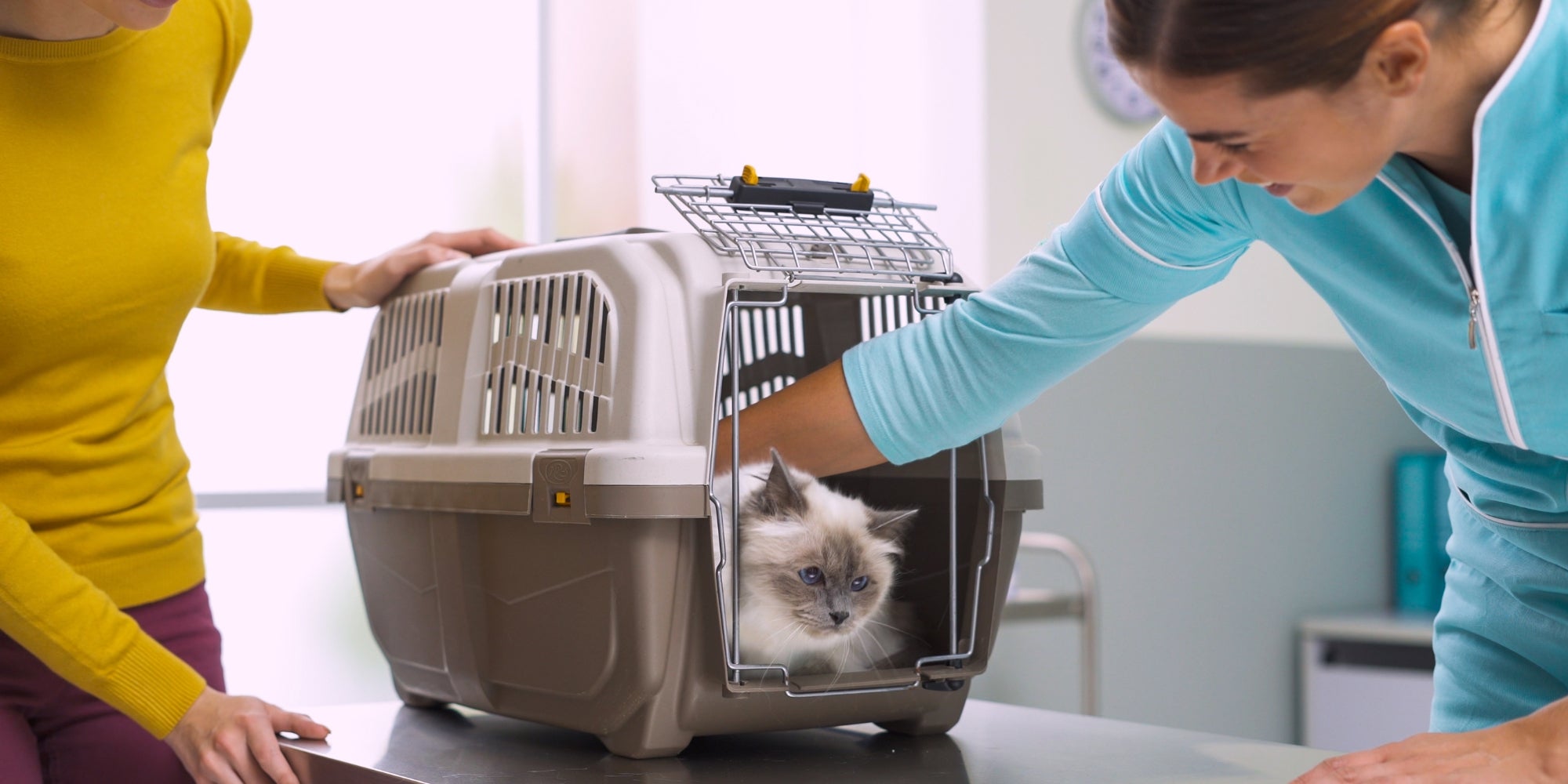 Gato en un transportín en la clínica veterinaria