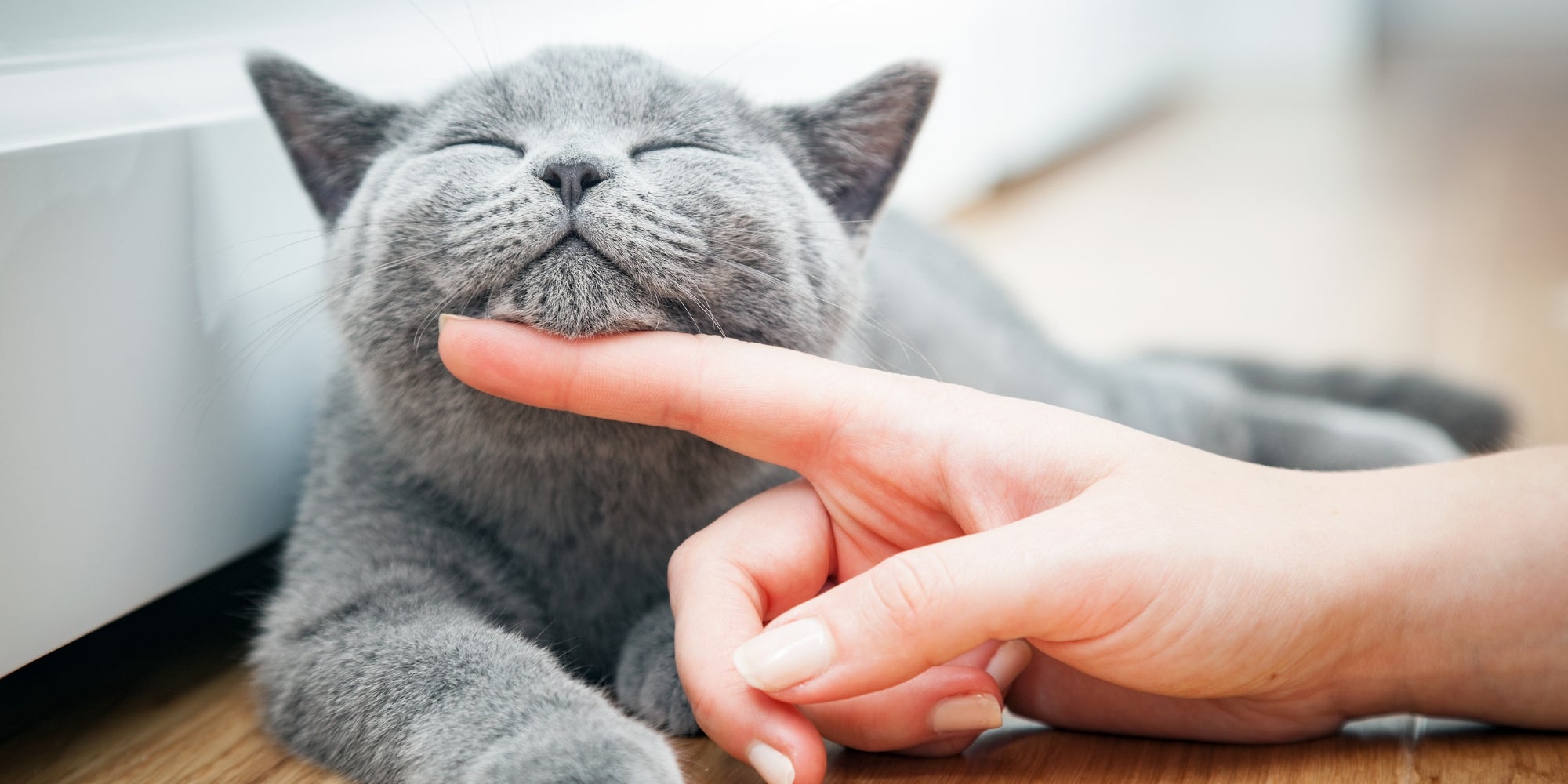 Gatito feliz le gusta ser acariciado por la mano de la mujer.