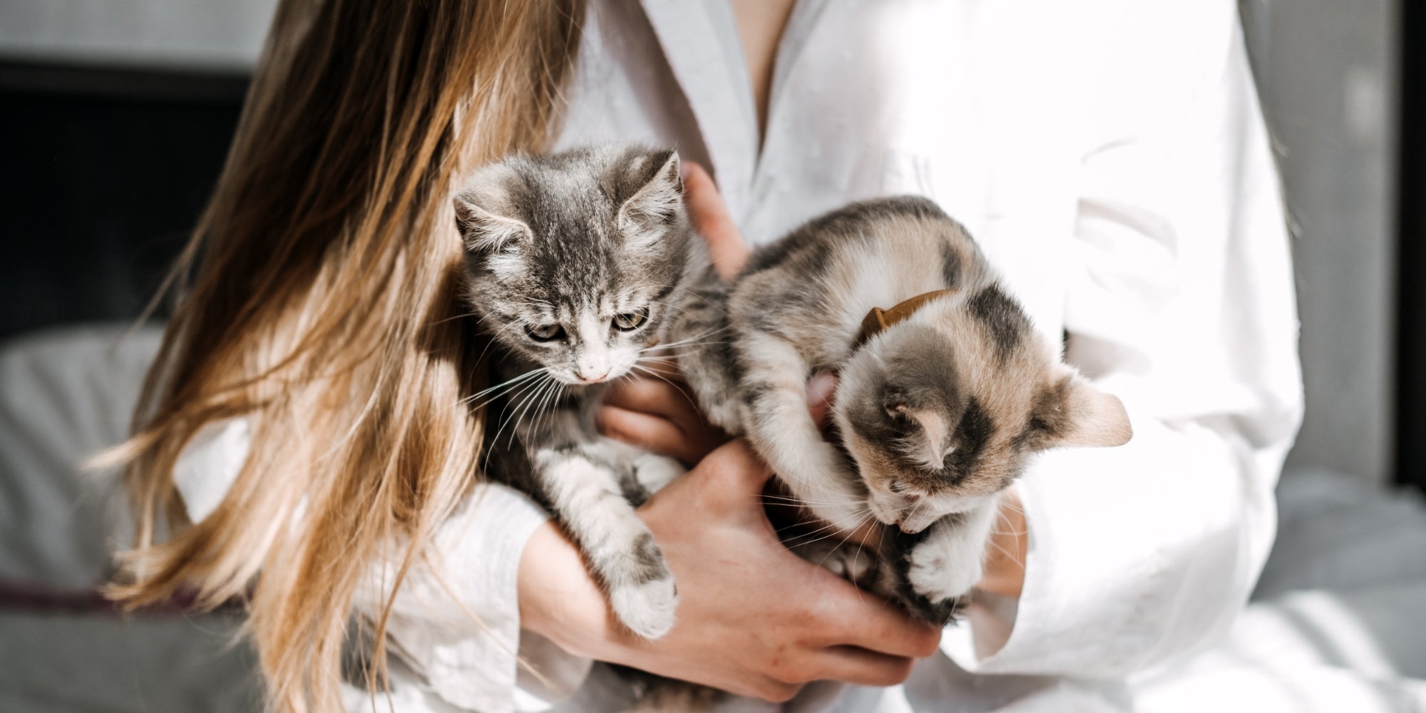 Adopción de gatos, Adopta gatitos de rescates y refugios.