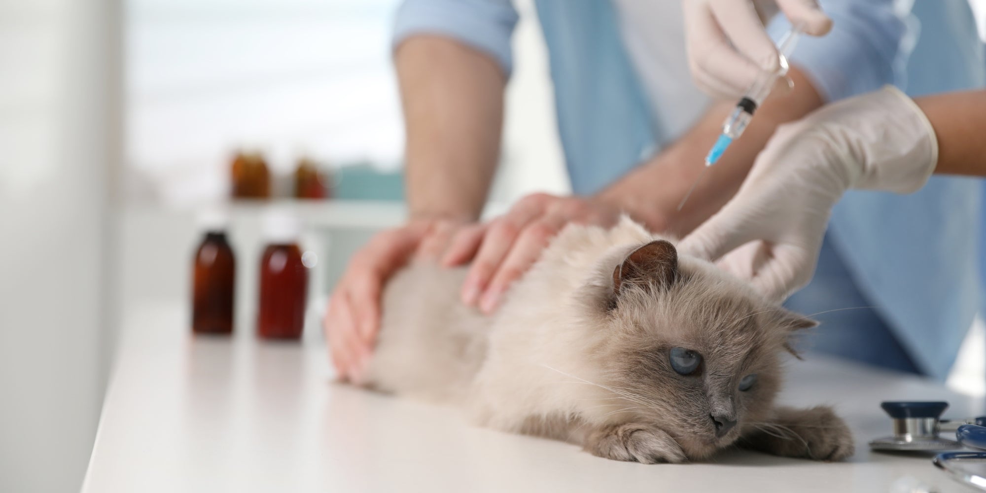 Veterinario profesional vacunando a un gato en una clínica