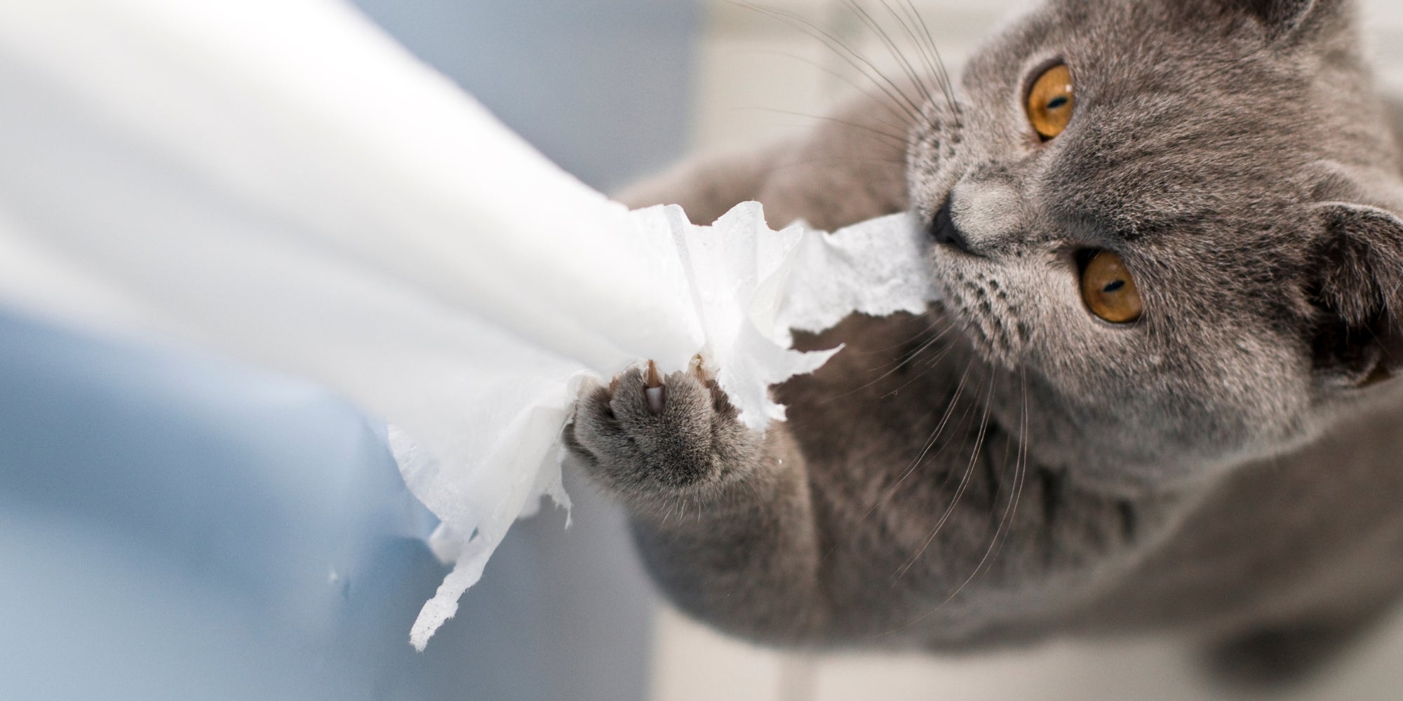 Gato travieso gatito británico de pelo corto rasgando papel higiénico con las garras