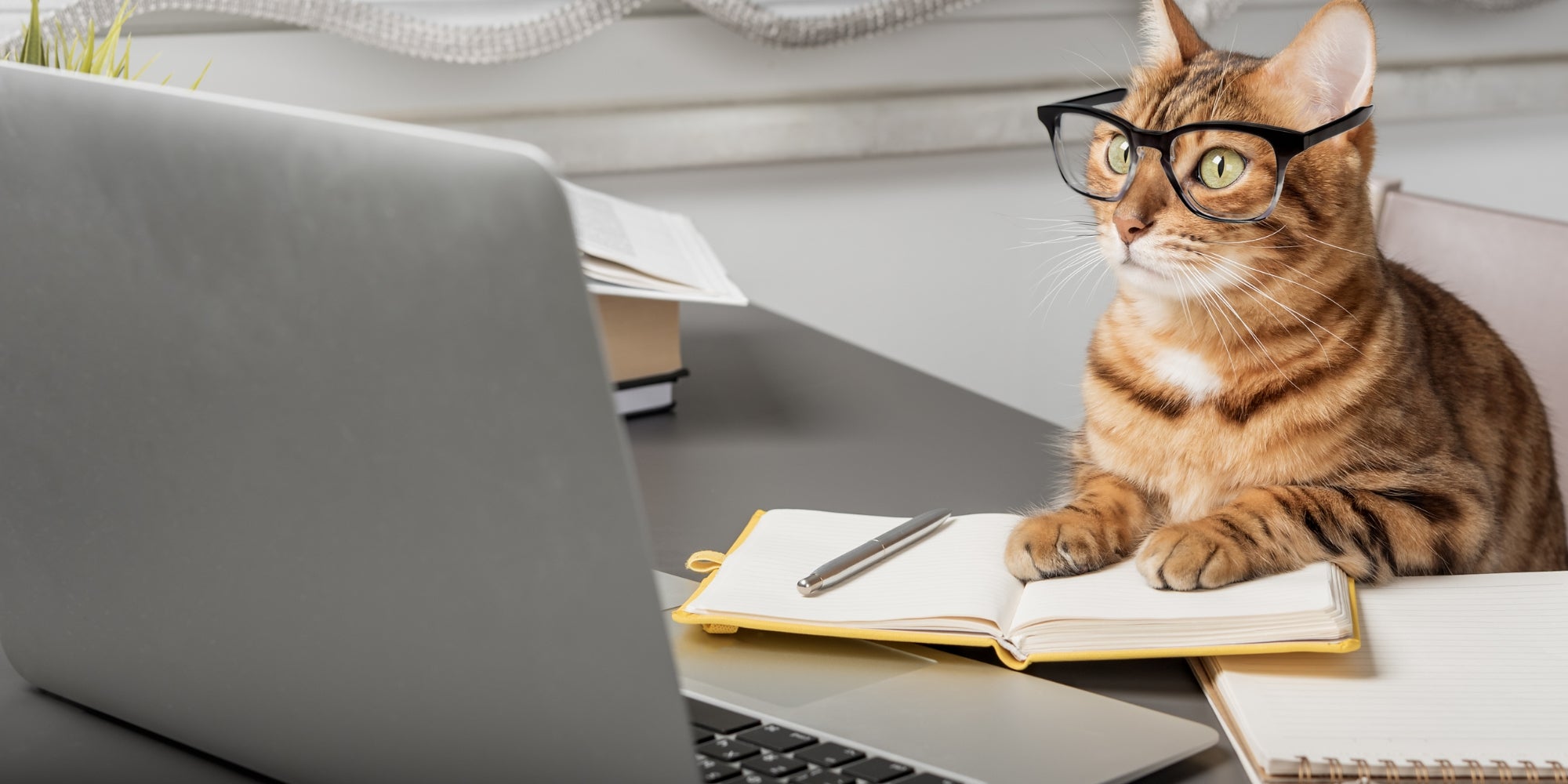 Encantador gato con gafas trabajando con un portátil