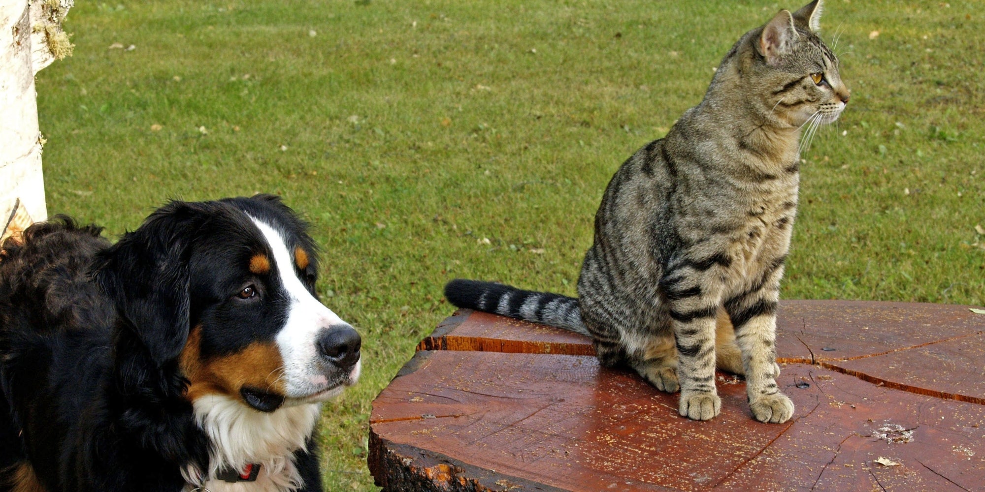 Un perro y un gato en el exterior