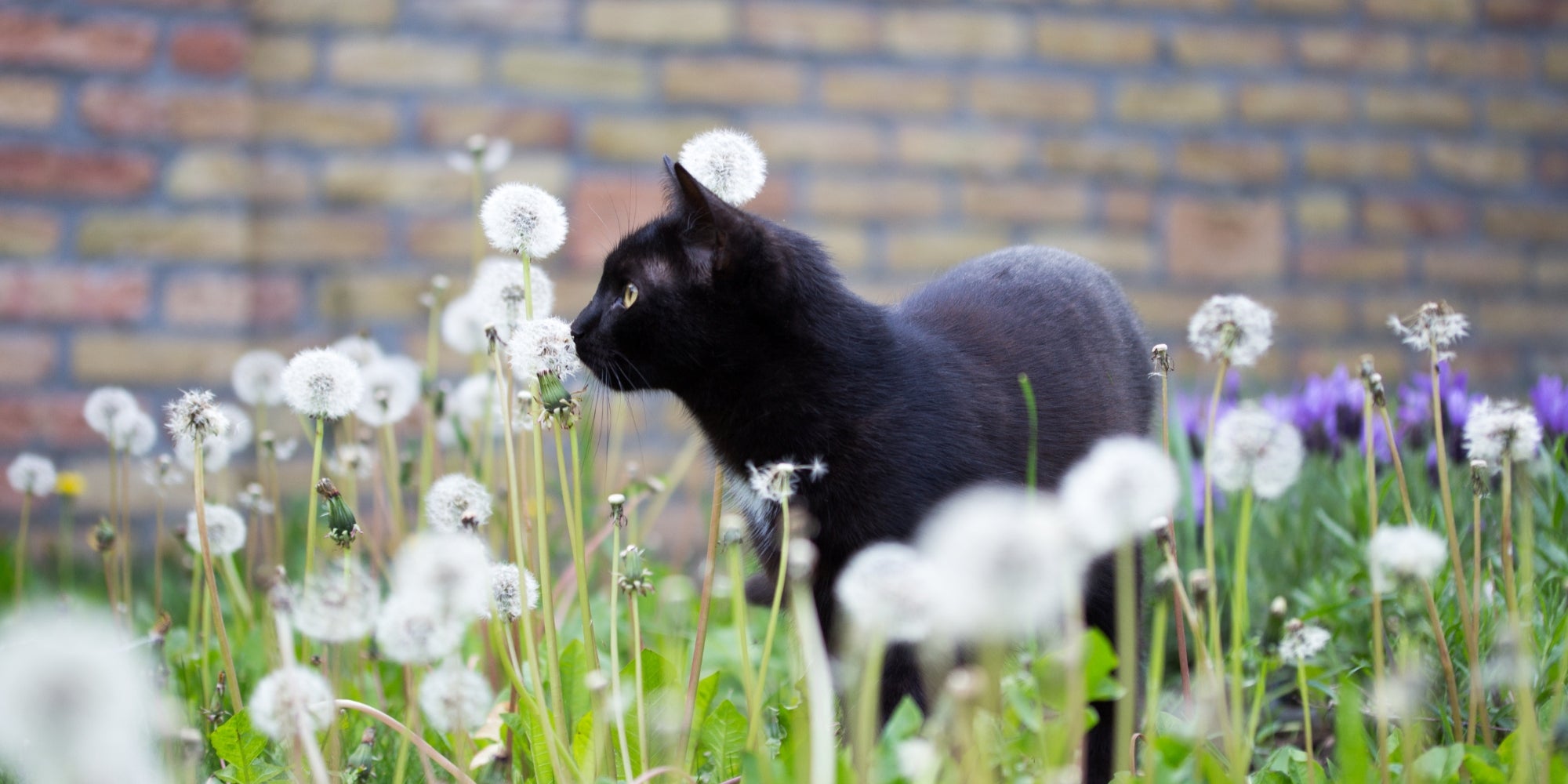 Gatito negro en el jardín
