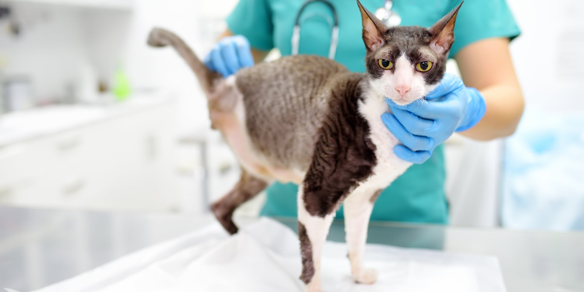 Un veterinario examina a un gato de raza Cornish Rex discapacitado en una clínica veterinaria. El gato solo tiene tres patas.