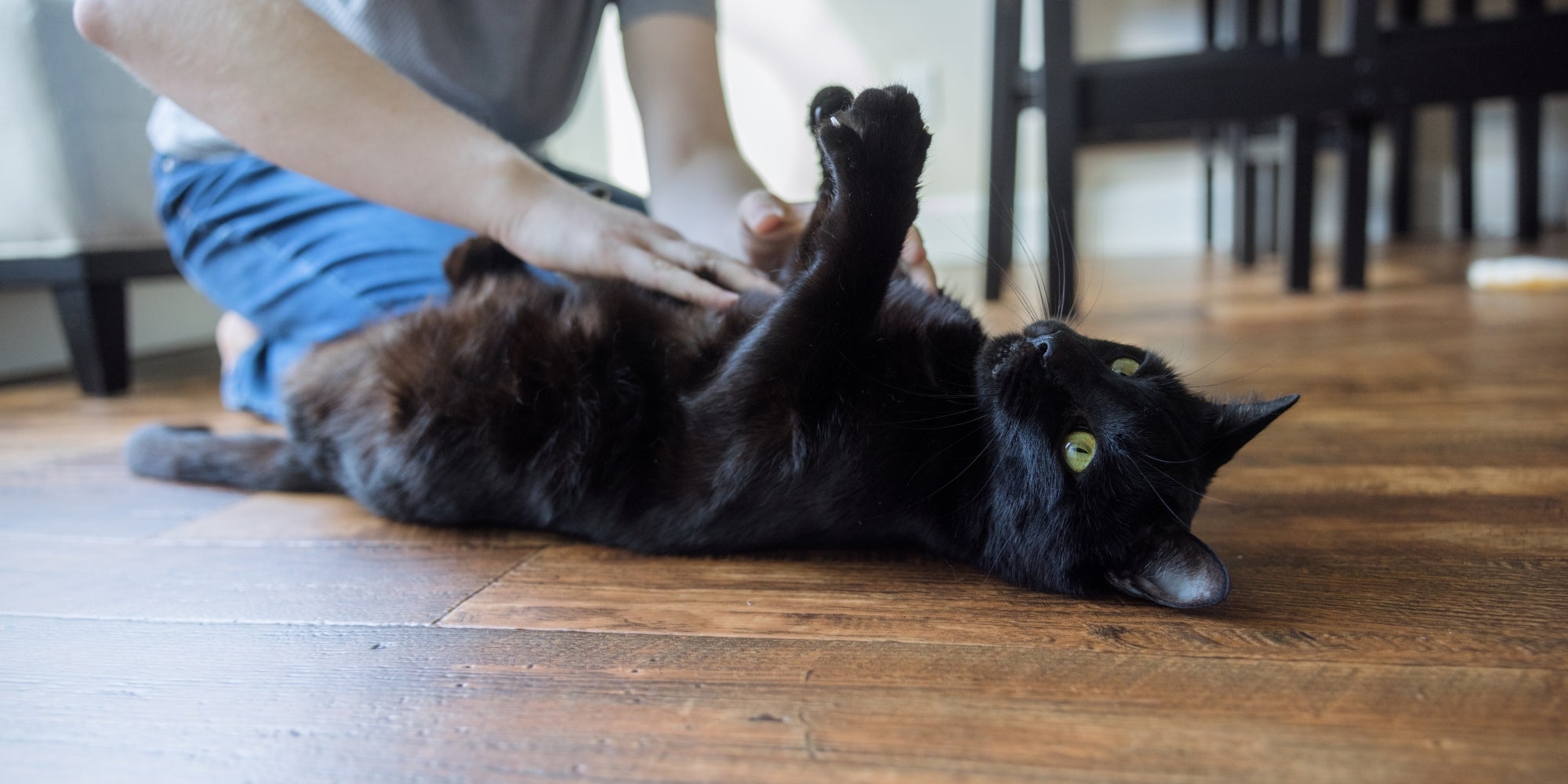 Un gato con tres patas disfruta de la vida doméstica