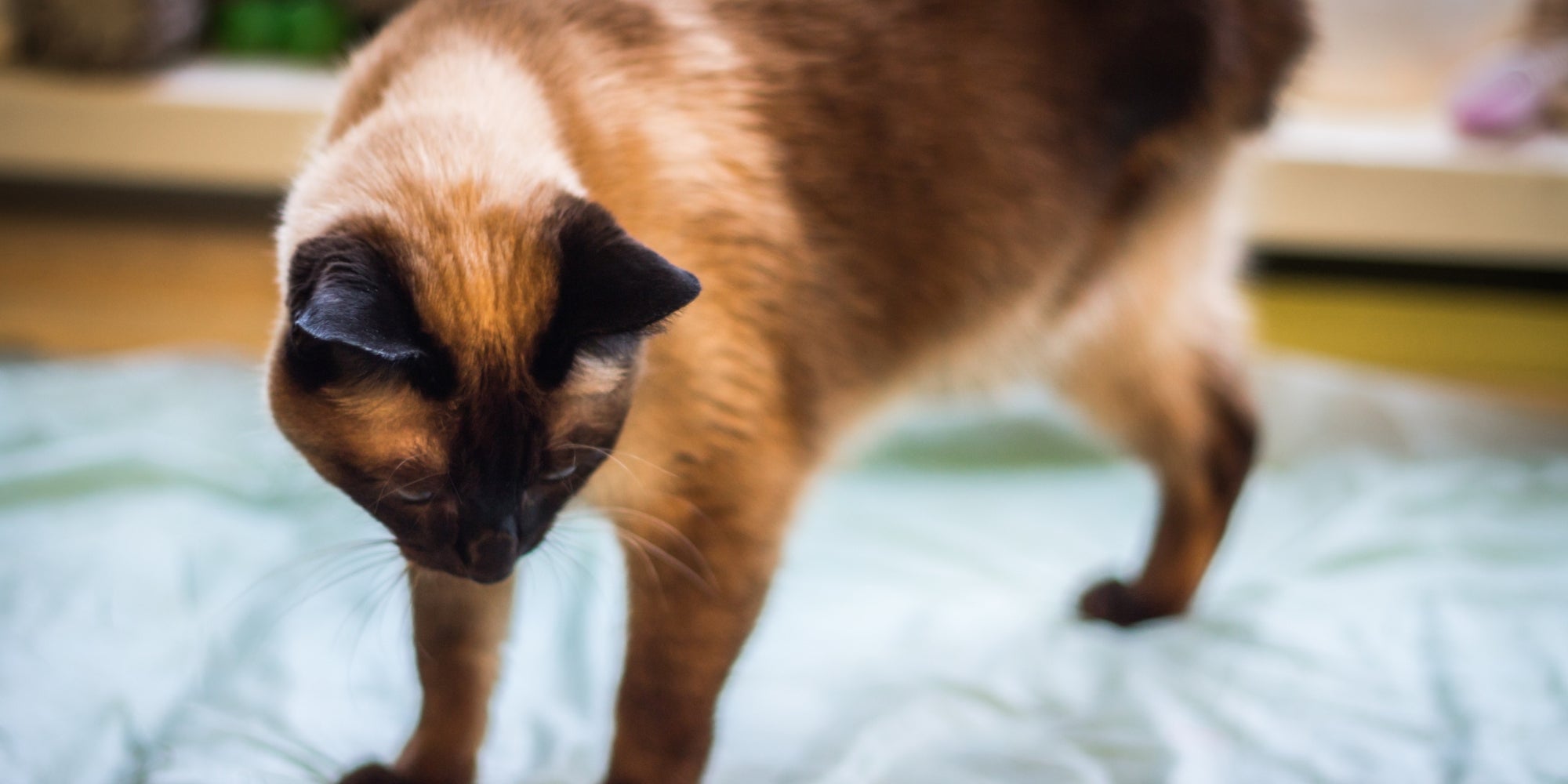 Un hermoso gato siamés mira hacia abajo. Un gato es discapacitado: le falta una pata, tres patas.