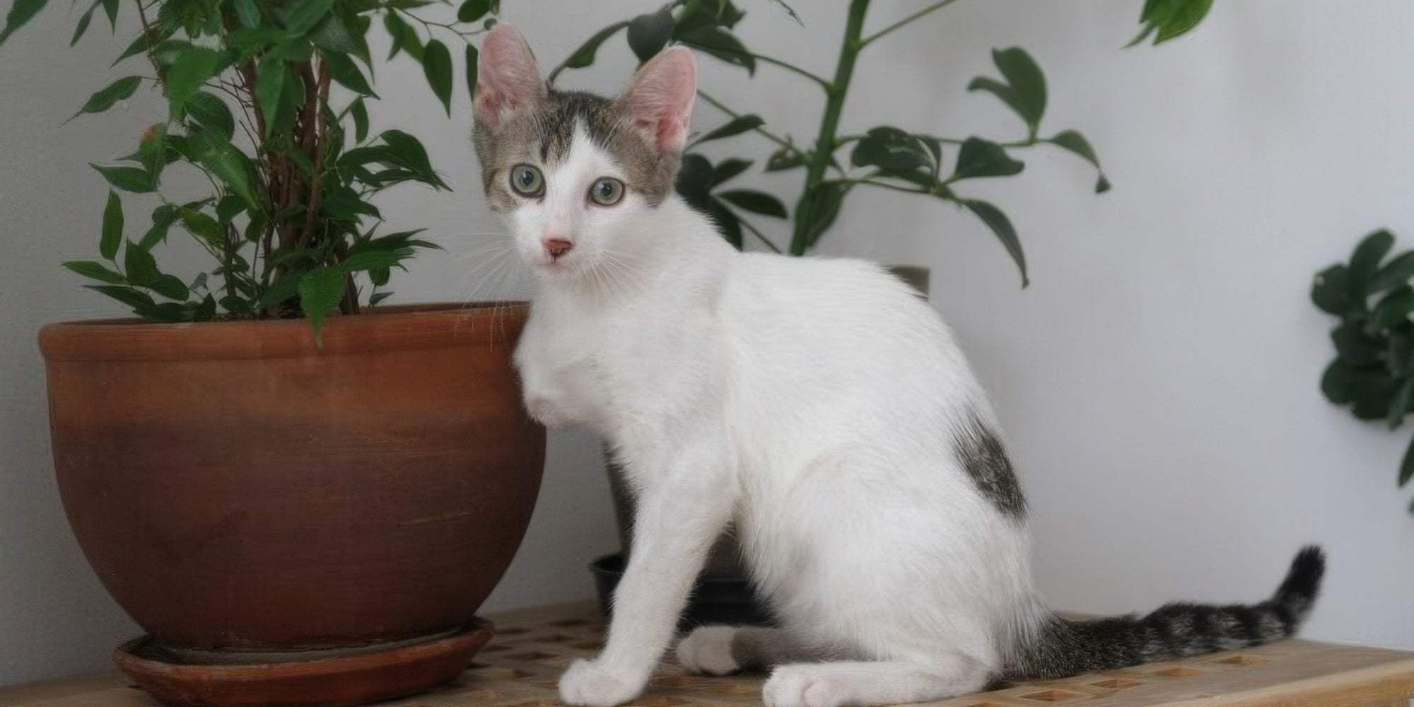 gato blanco de tres patas