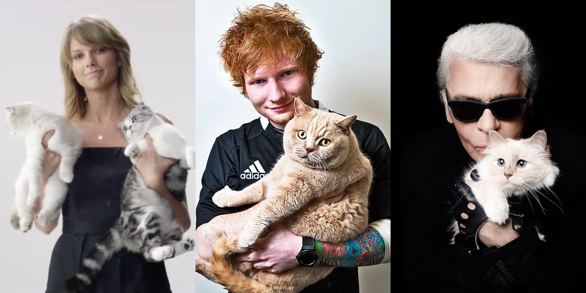 famosos con sus gatos