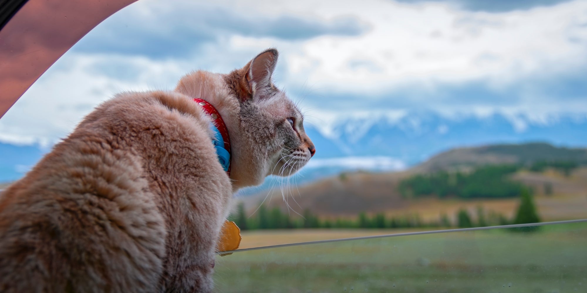 Gato mira por la ventana abierta coche