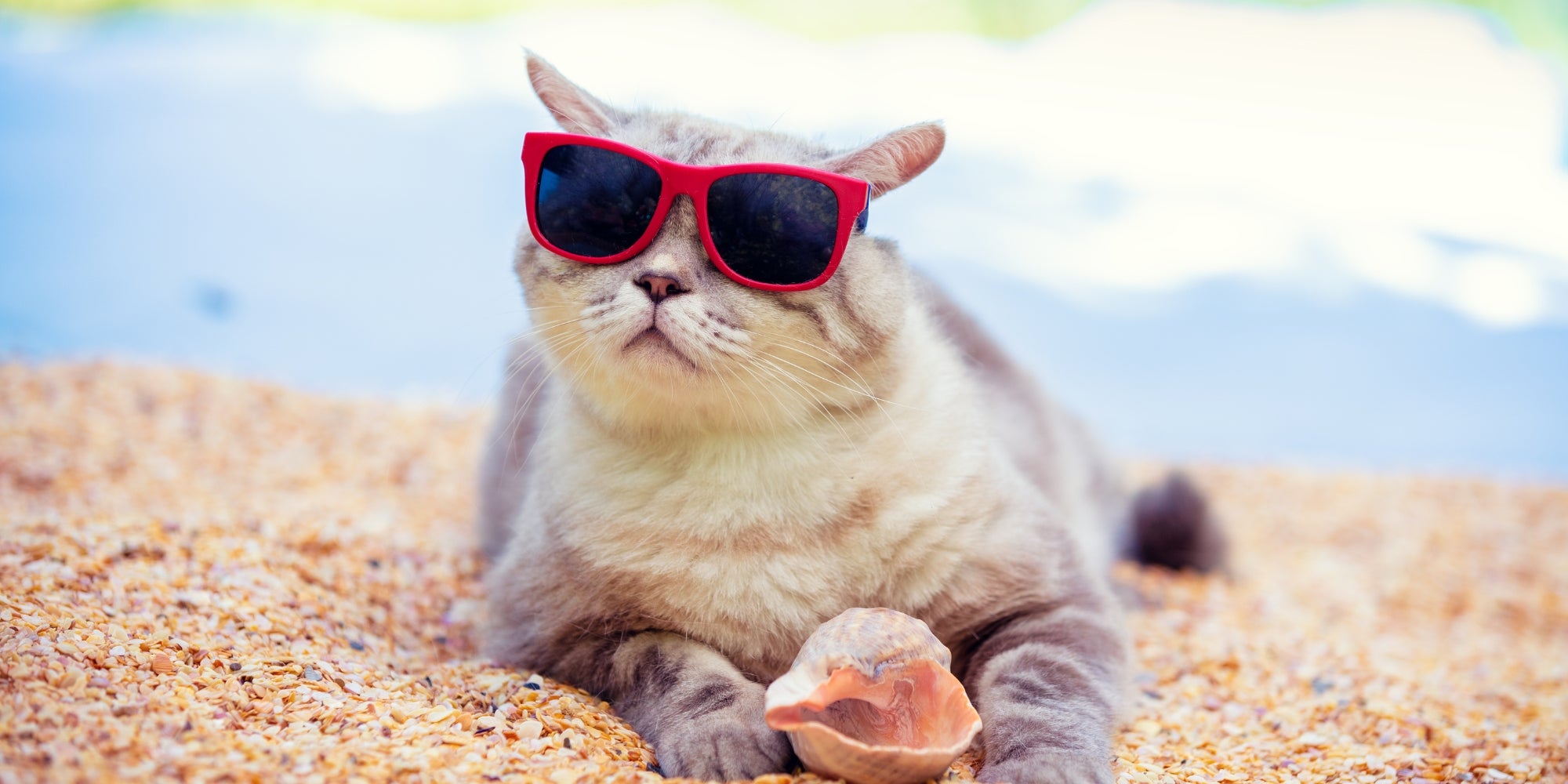 Retrato de un gato con gafas de sol tumbado en la playa