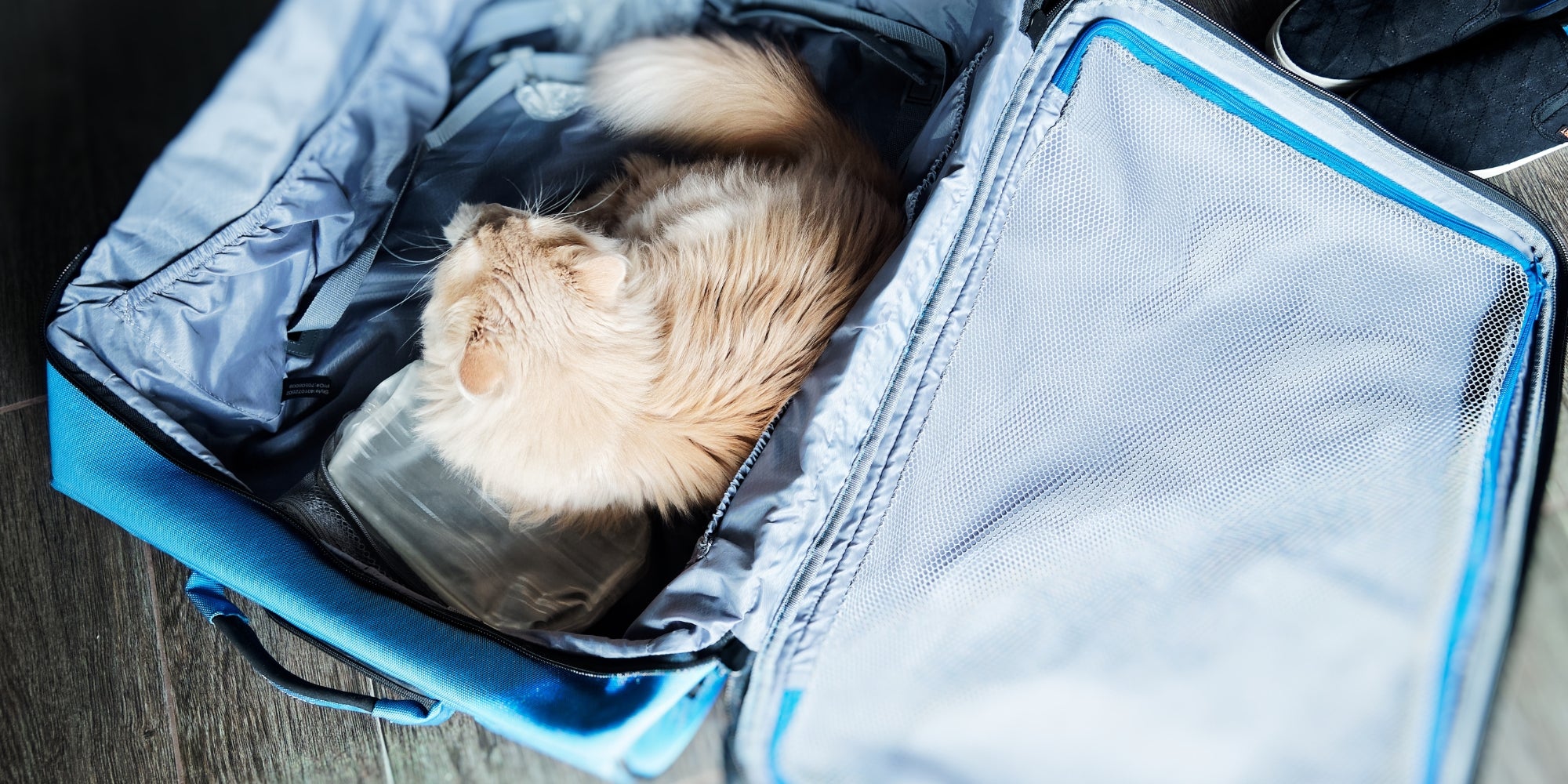Gato en maleta abierta