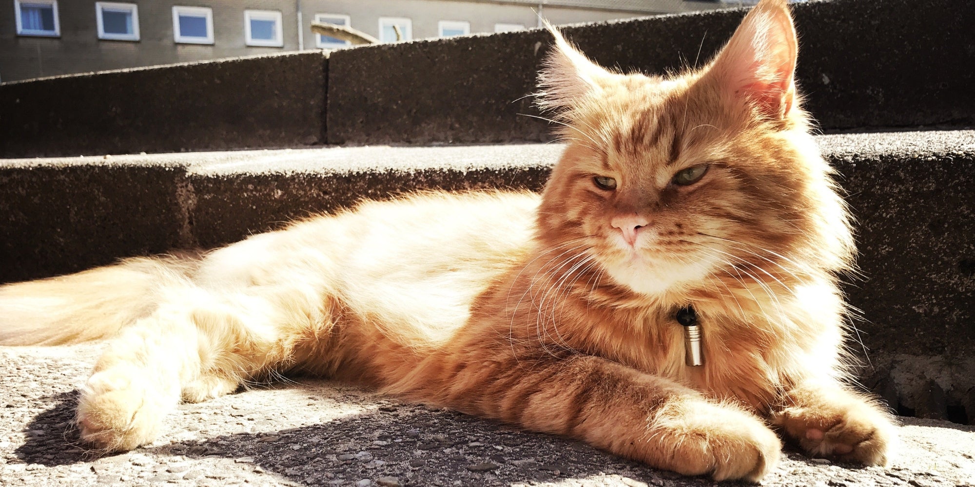 Gato doméstico bronceado jugando en casa en el jardín al sol