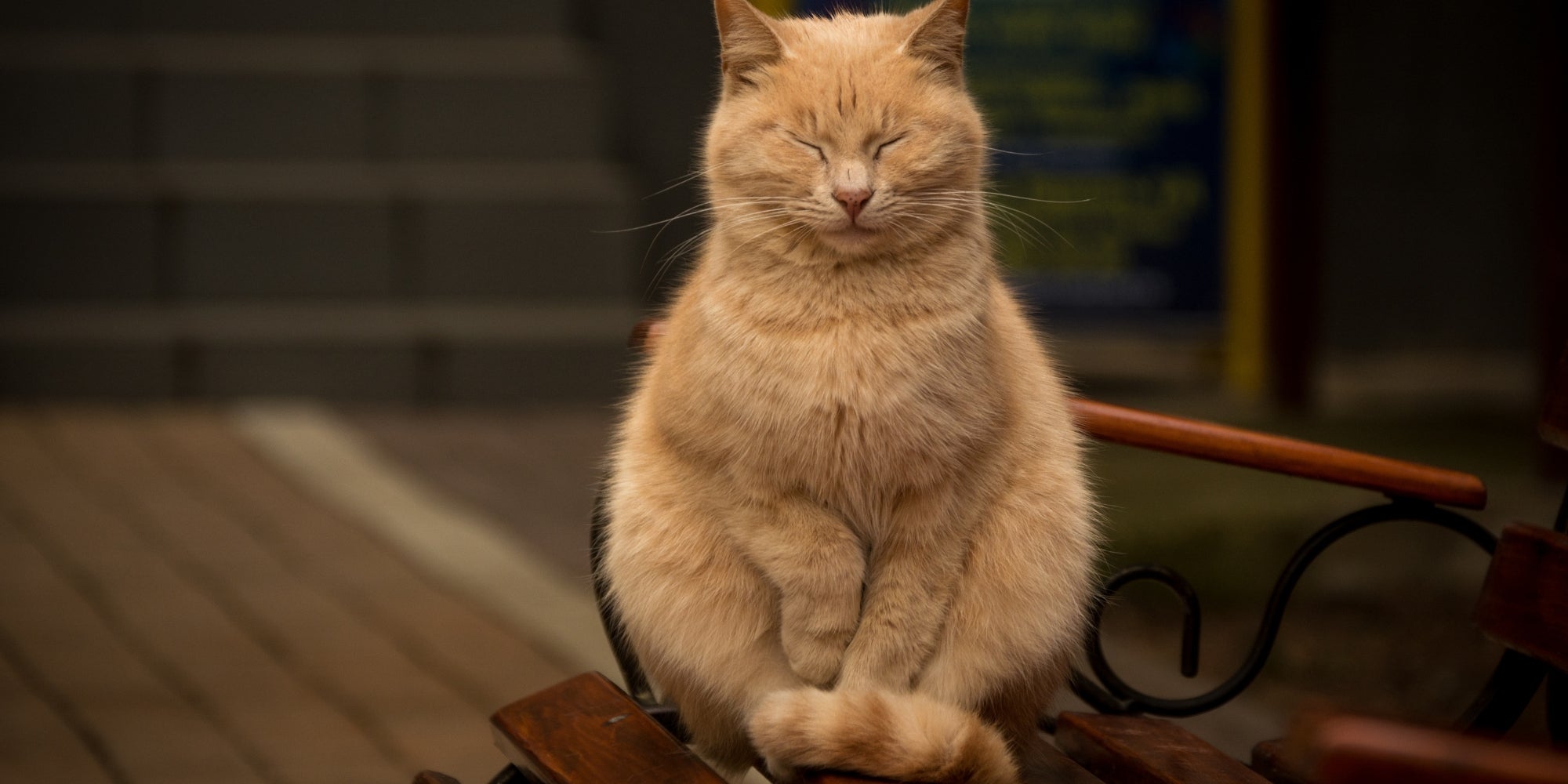 gato rojo meditando en el banco