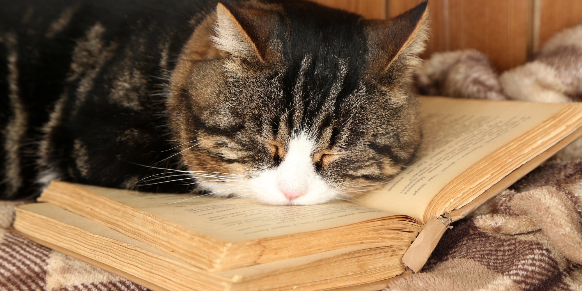 Lindo gato dormido sobre un libro