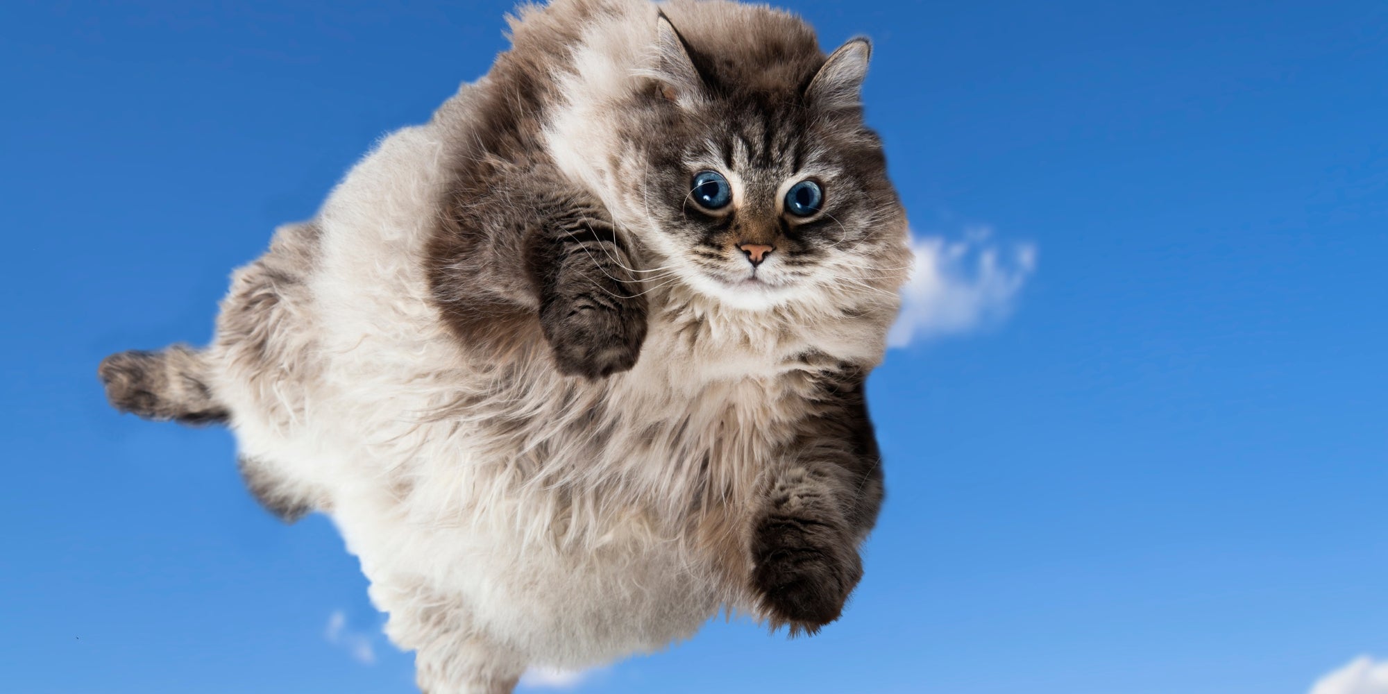Divertido Gato gordo levitando en el cielo