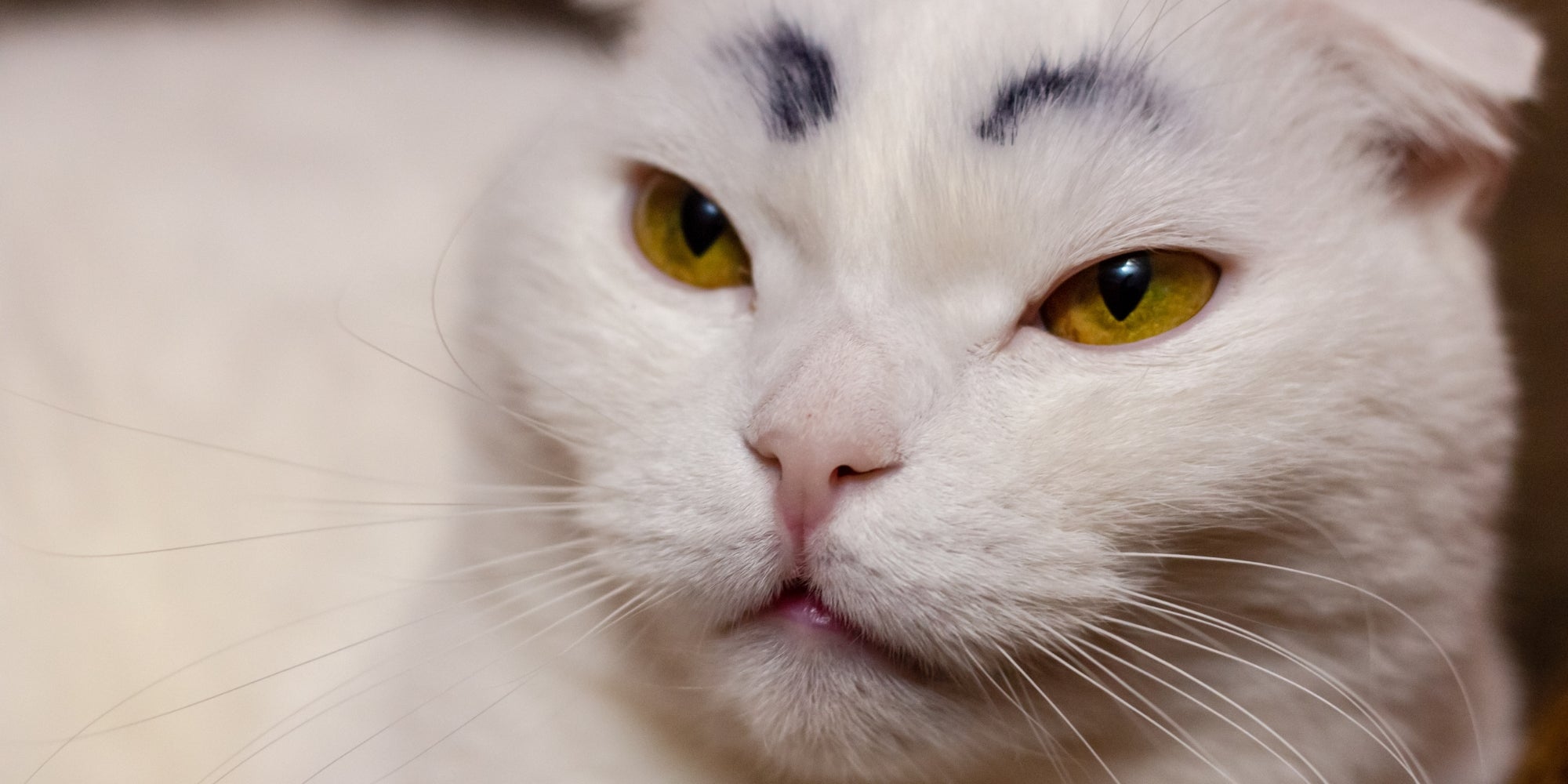 Divertido gato blanco con cejas