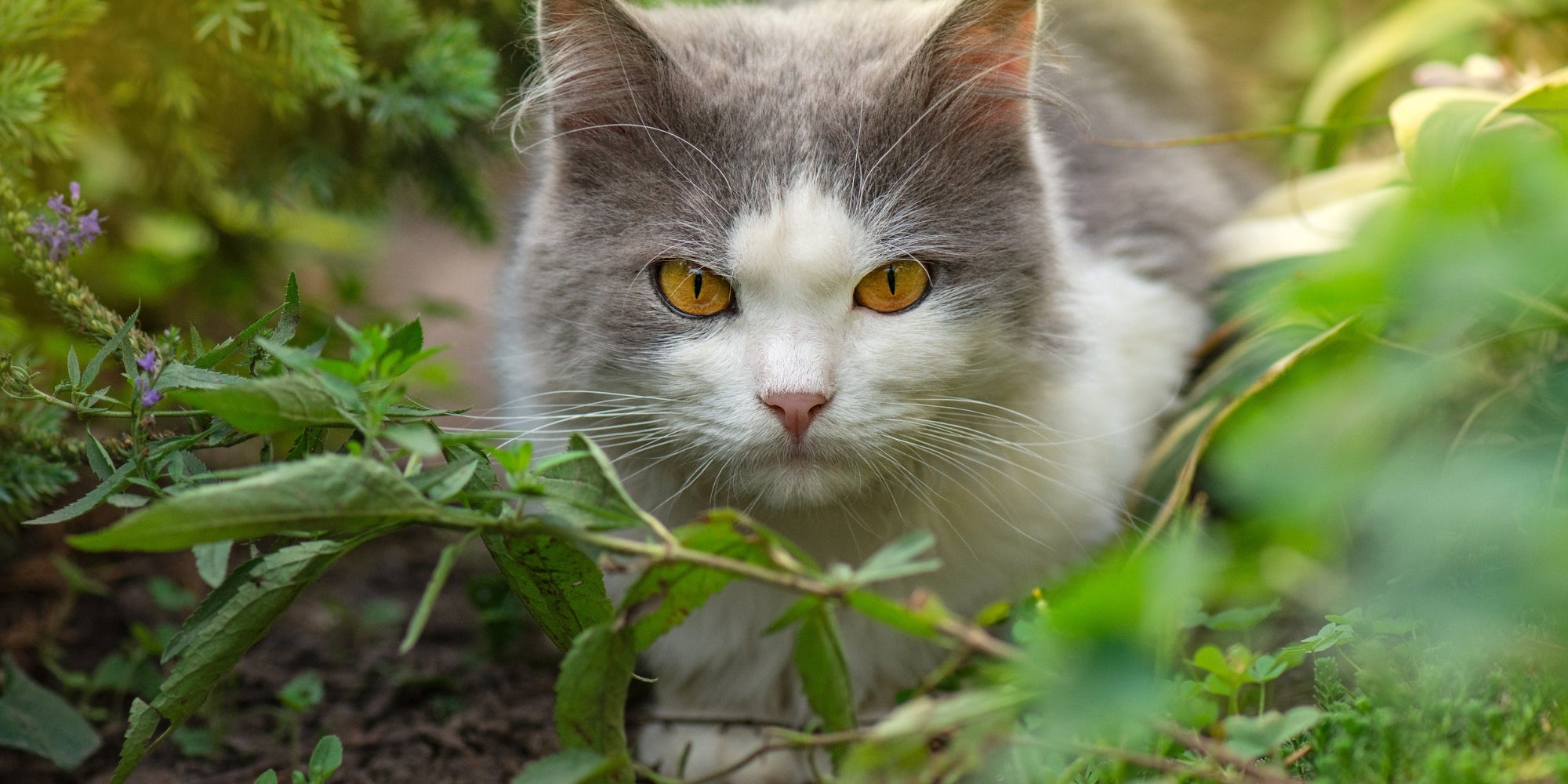 Precioso Gato Bicolor Gris y Blanco.