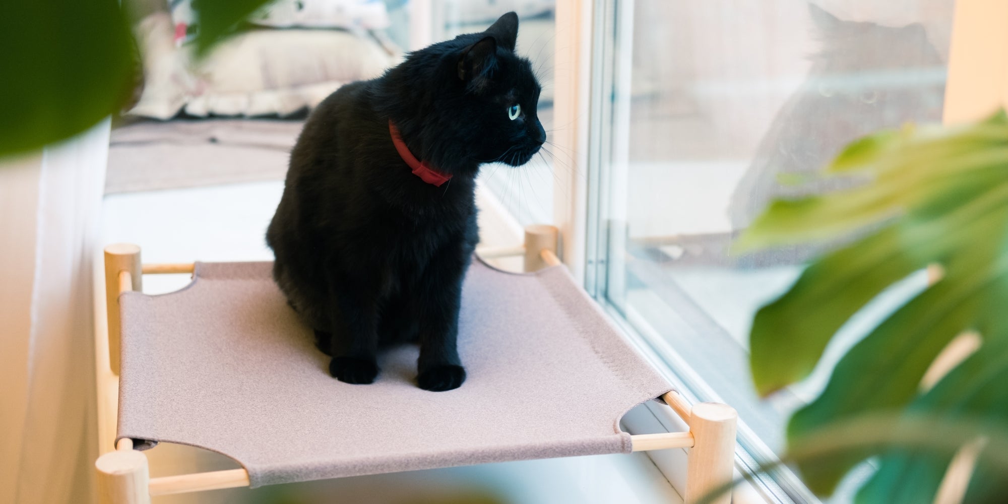 Gato negro en su cama mirando por la ventana