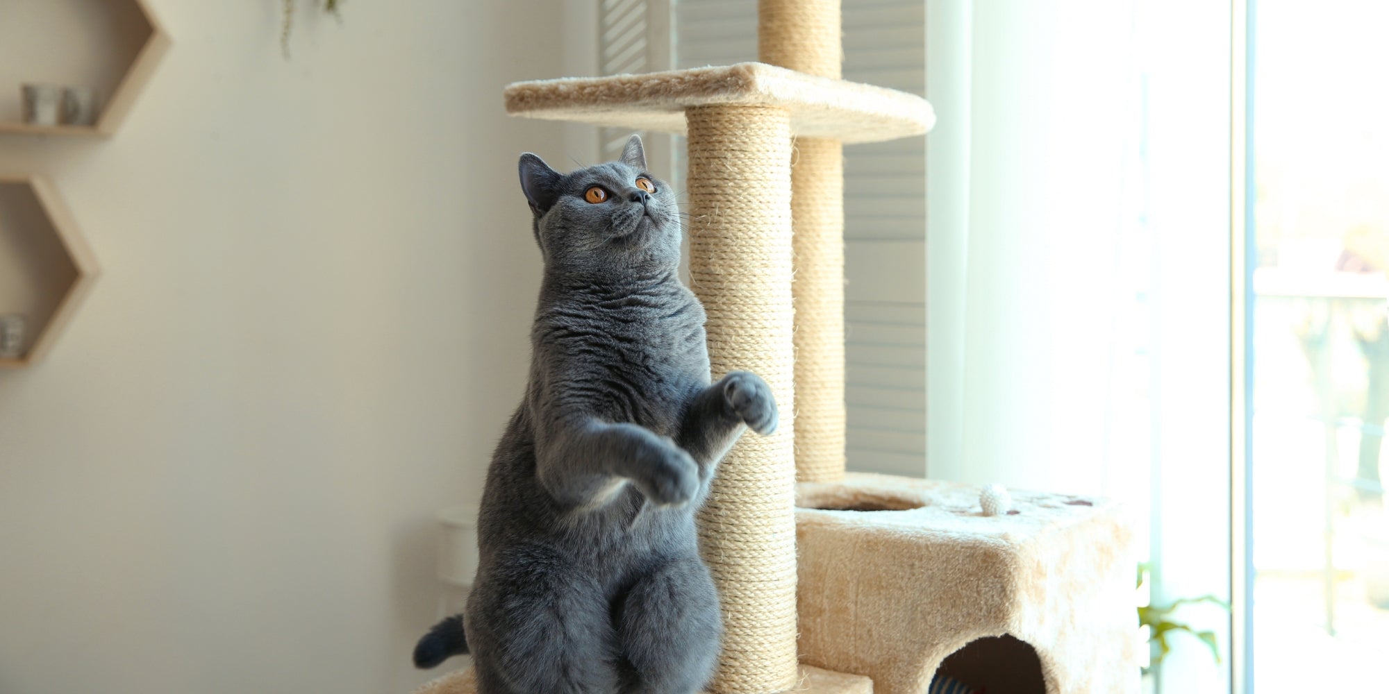 Simpática mascota en un árbol para gatos en casa