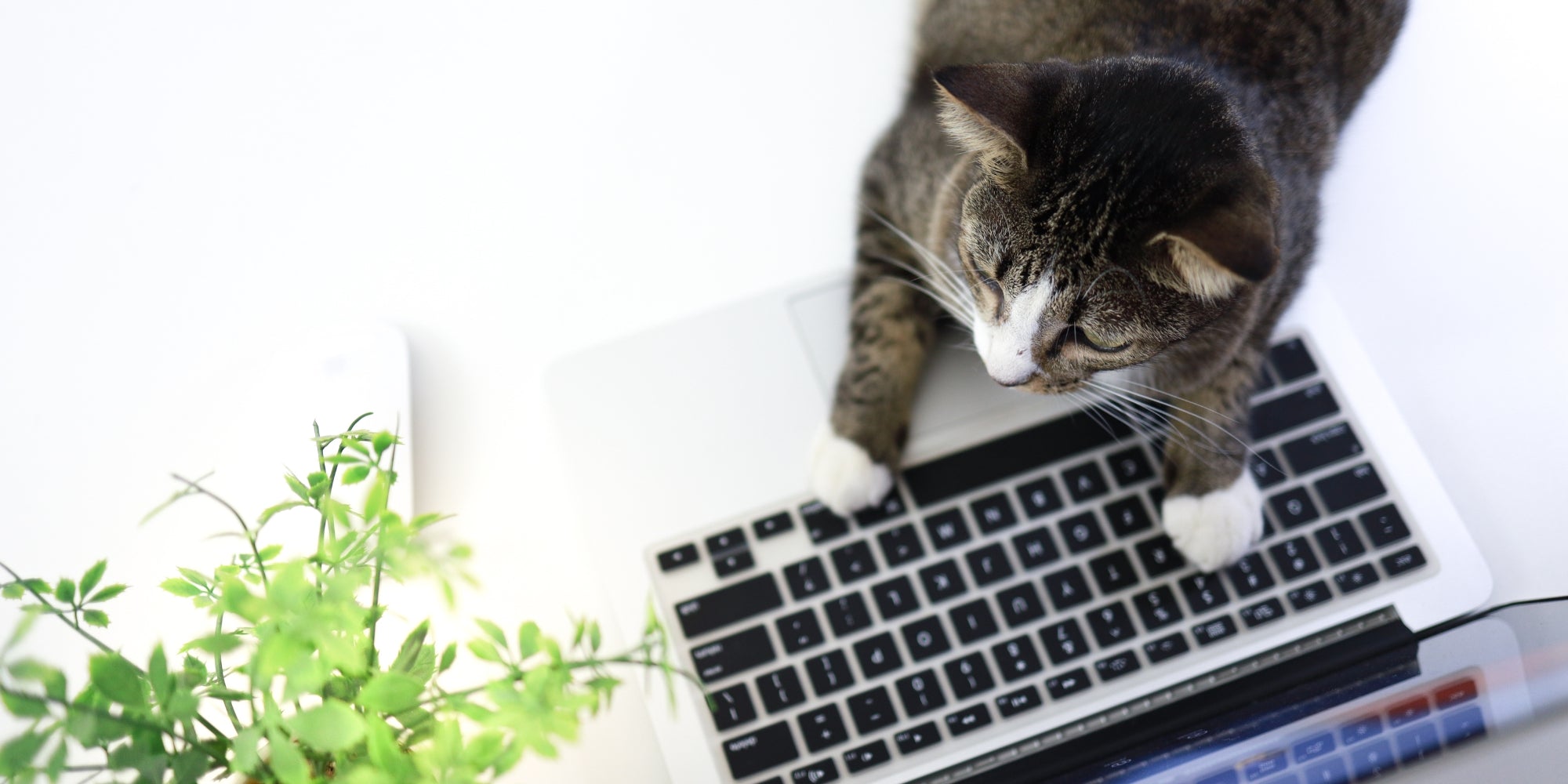 Gato trabajando en Laptop