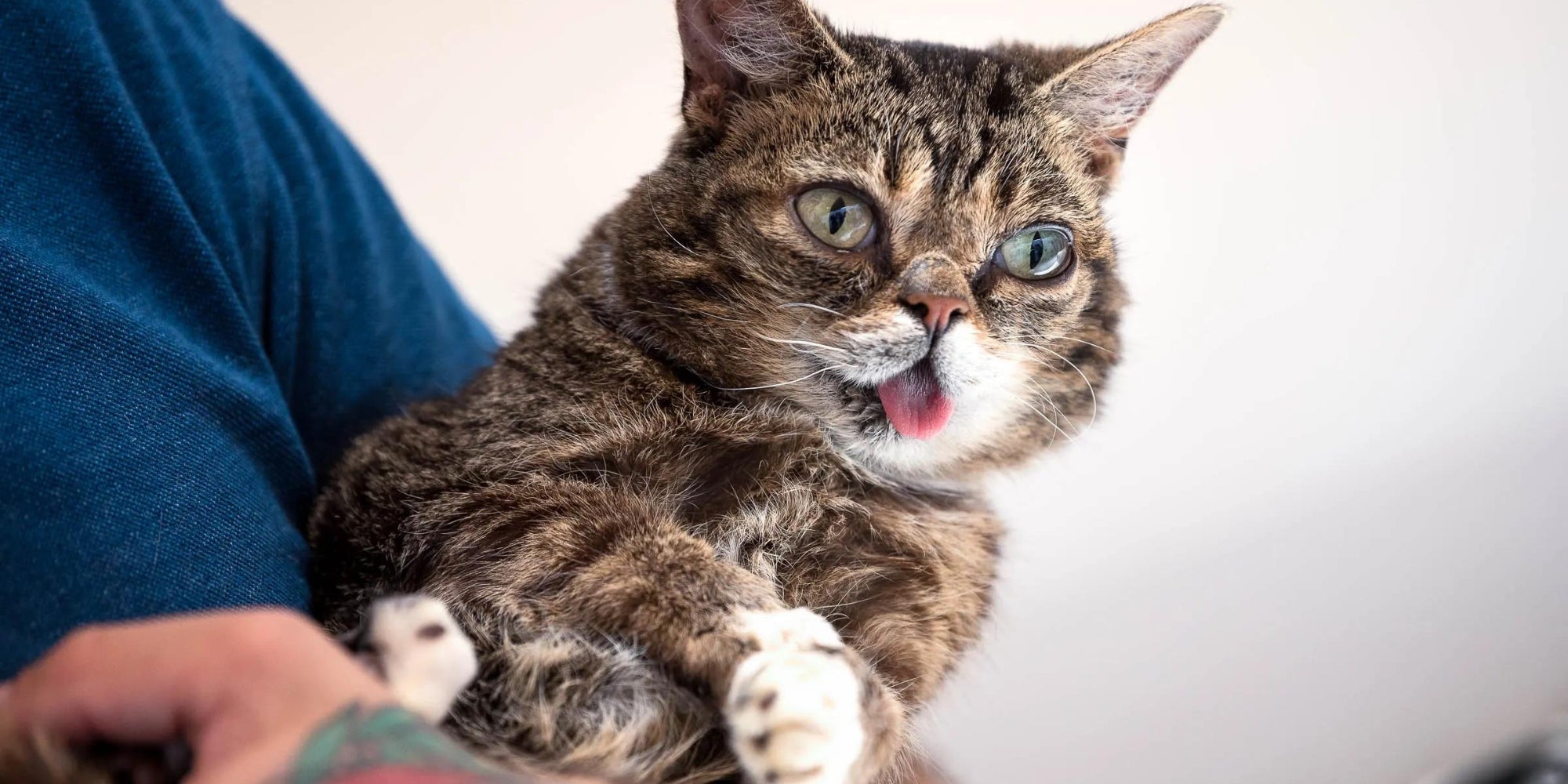 el gato lil bub