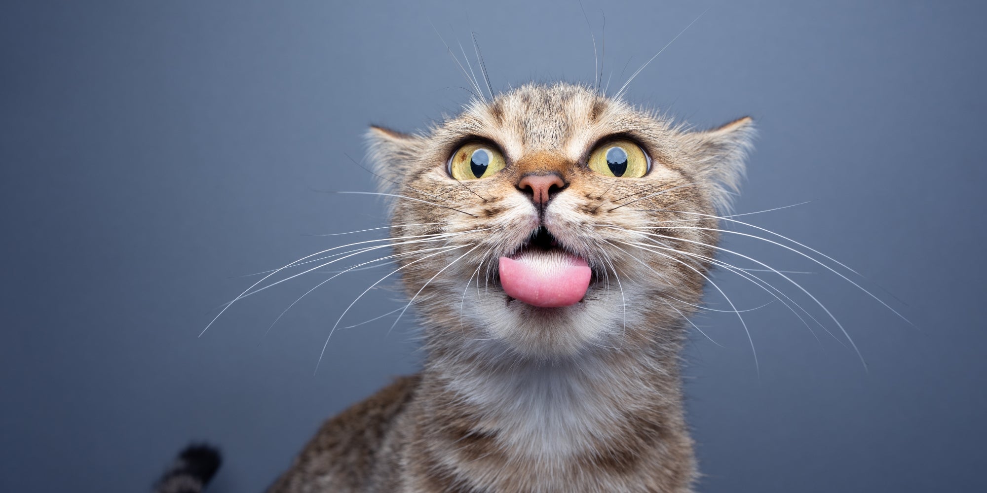 gato tonto haciendo cara graciosa con la lengua fuera