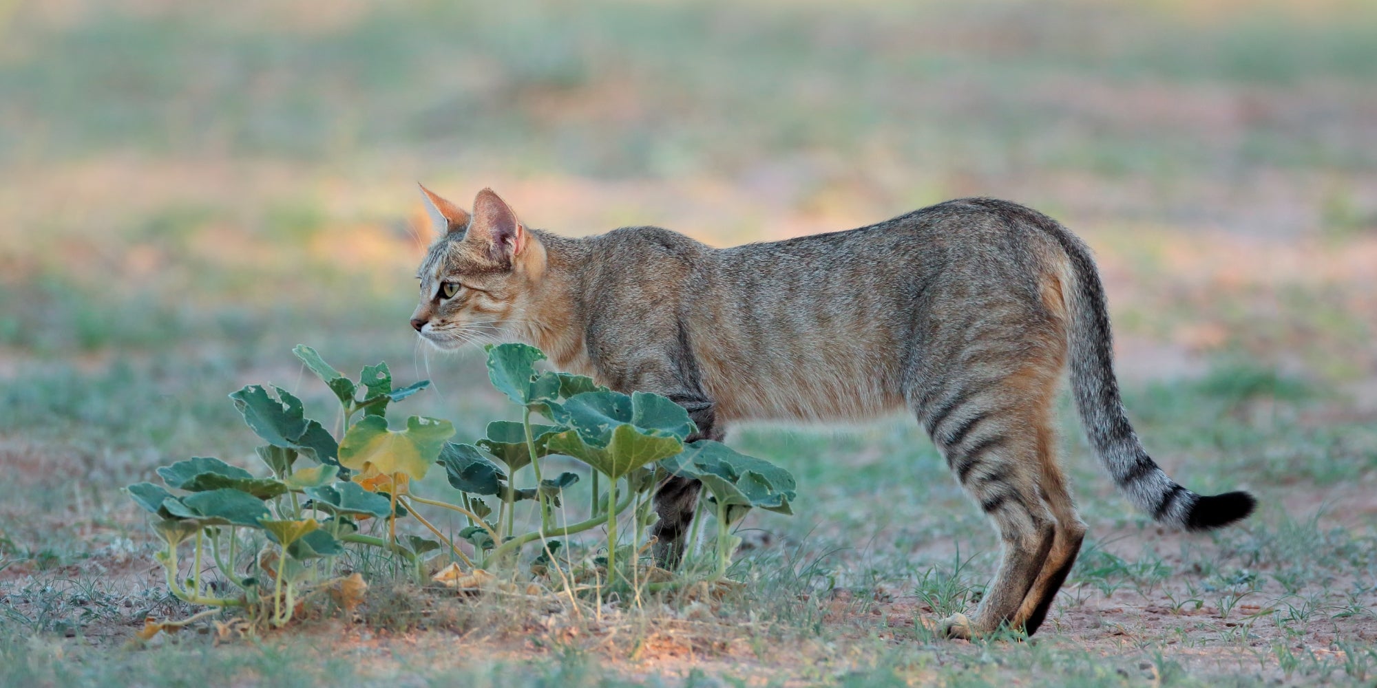 Gato salvaje africano (Felis silvestris lybica) en hábitat natural, desierto del Kalahari